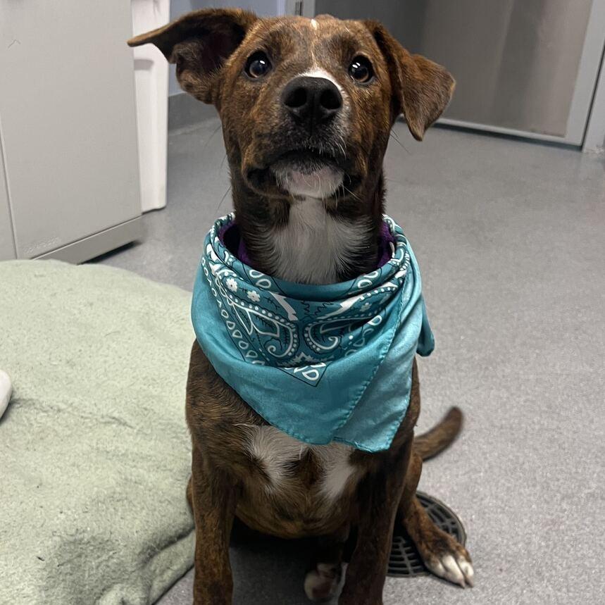 Tweety, Adoptable, Young Male Mixed Breed.