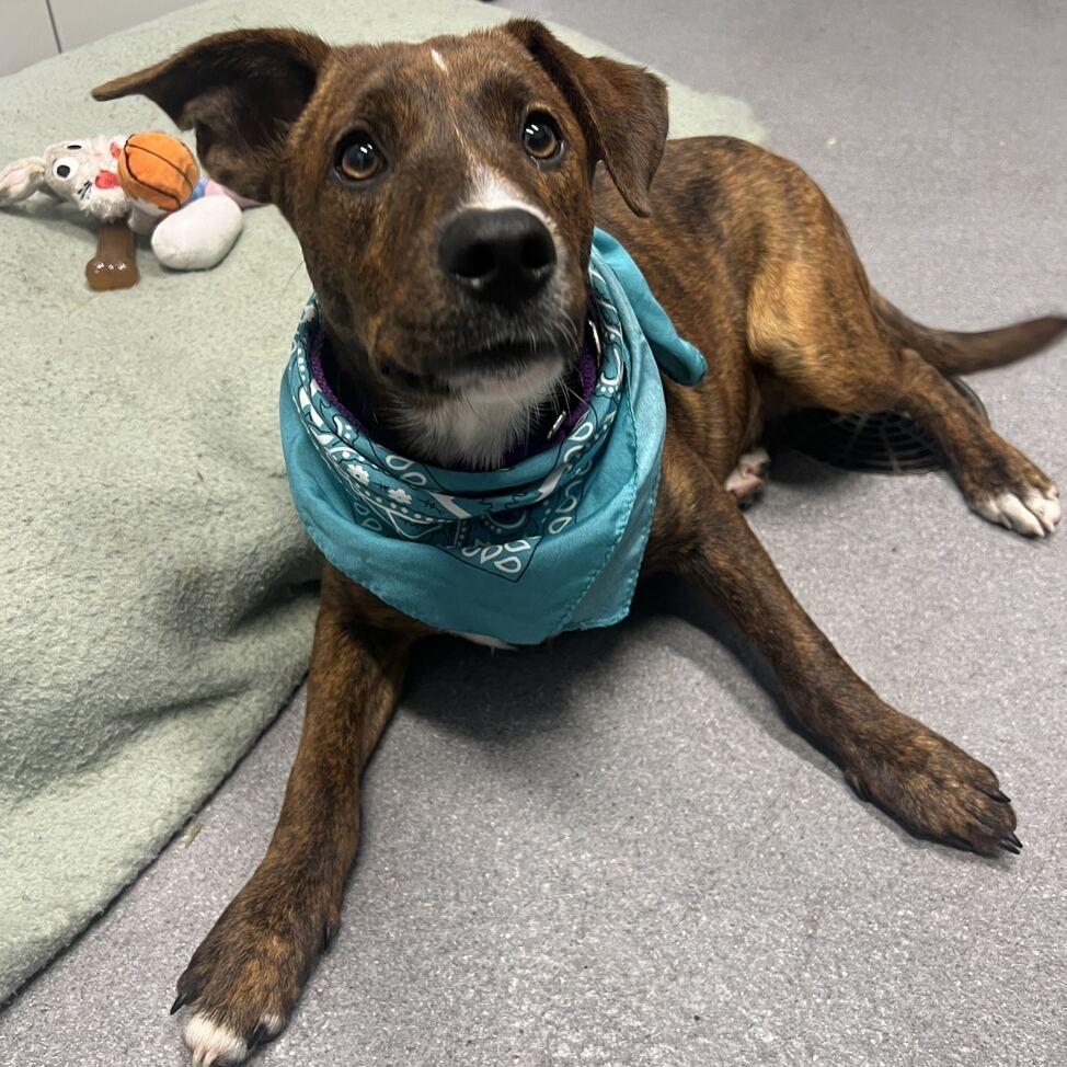 Enlarge Tweety, a Adoptable Mixed Breed in Canal Winchester, OH image 2/4