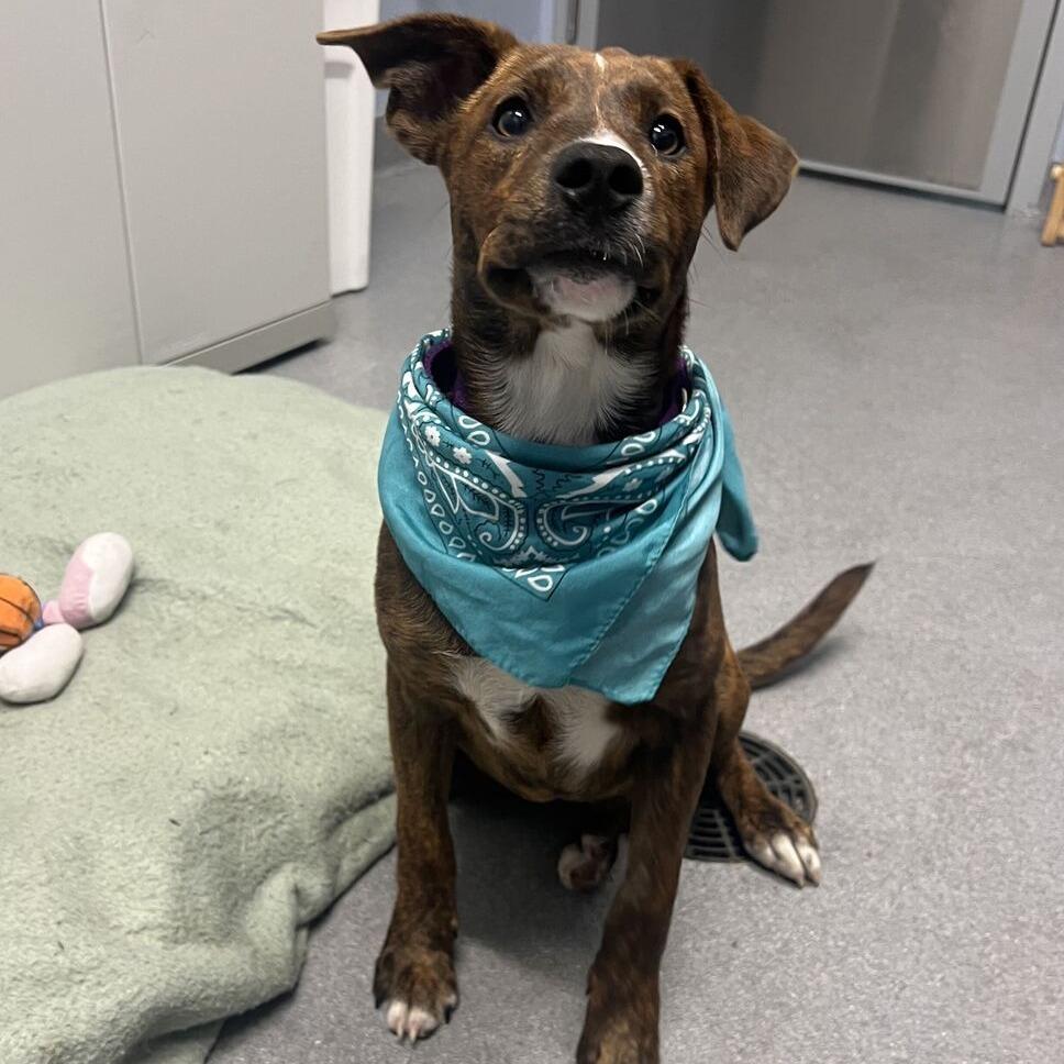 Enlarge Tweety, a Adoptable Mixed Breed in Canal Winchester, OH image 3/4