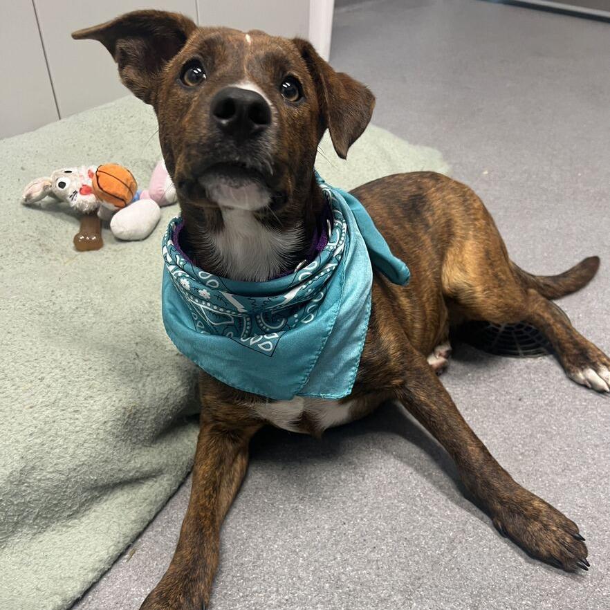 Enlarge Tweety, a Adoptable Mixed Breed in Canal Winchester, OH image 4/4
