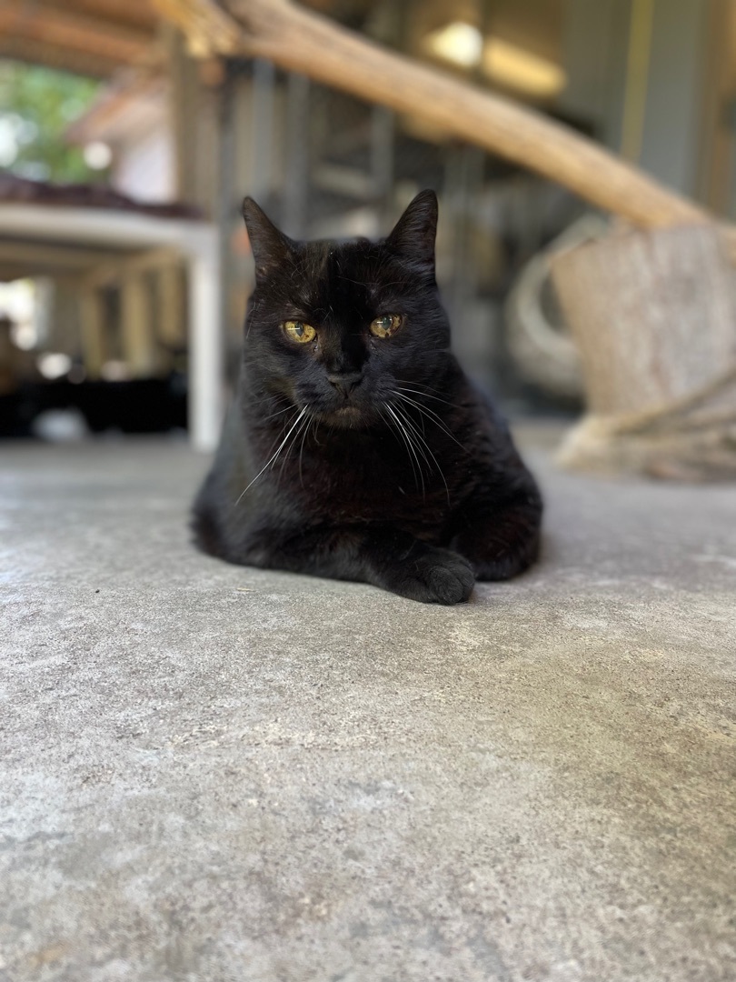 Enlarge Jynxy, a Adoptable Domestic Short Hair in East Northport, NY image 1/8