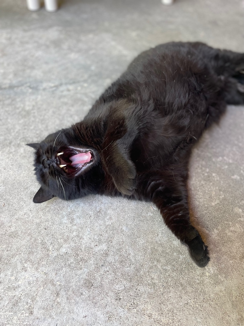 Enlarge Jynxy, a Adoptable Domestic Short Hair in East Northport, NY image 2/8