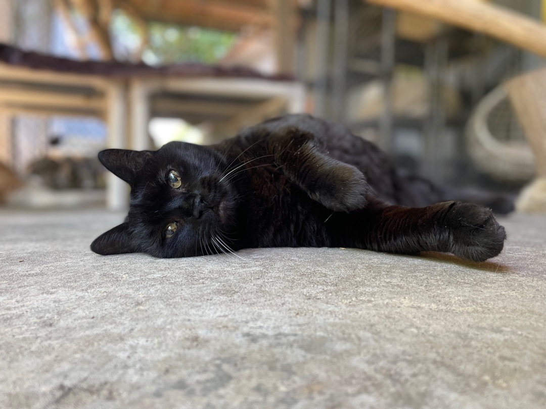 Enlarge Jynxy, a Adoptable Domestic Short Hair in East Northport, NY image 3/8