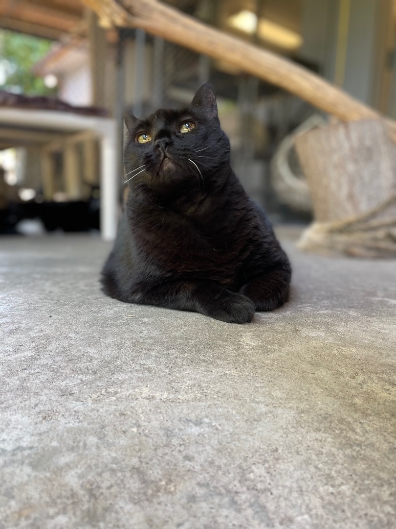 Enlarge Jynxy, a Adoptable Domestic Short Hair in East Northport, NY image 4/8