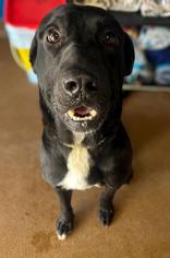 Hank, Adoptable, Adult Male Black Labrador Retriever.