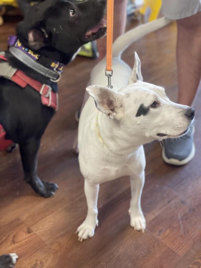 Enlarge Elayne, a ADOPTABLE mixed breed in Jackson, MS image 2/3