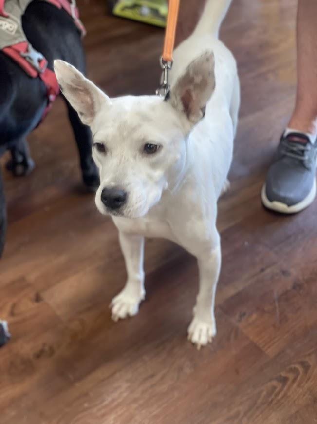Enlarge Elayne, a ADOPTABLE mixed breed in Jackson, MS image 1/3