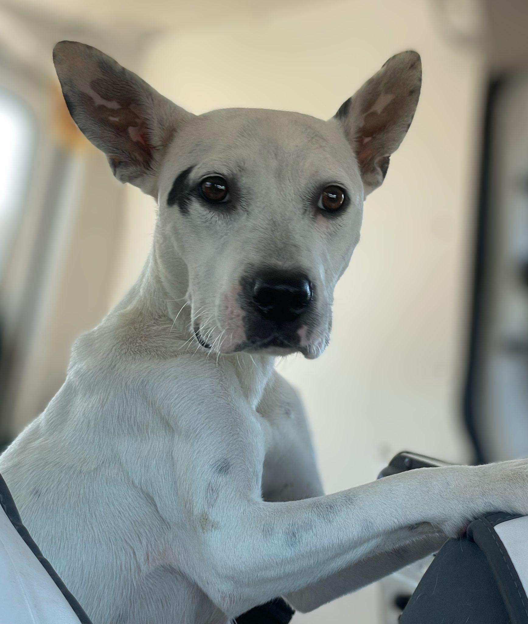 Enlarge Elayne, a ADOPTABLE mixed breed in Jackson, MS image 3/3