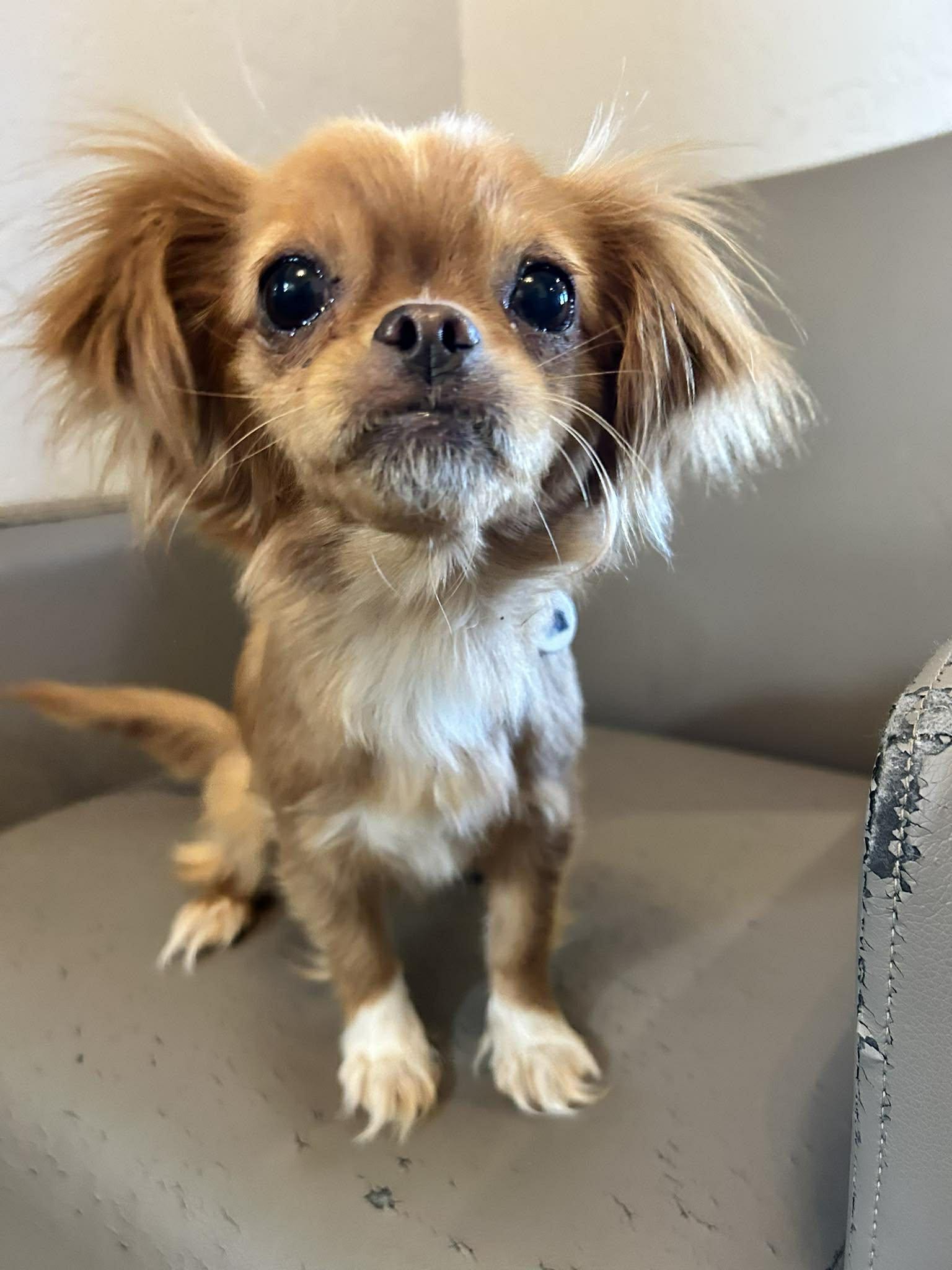 Enlarge Sicily, an adopted mixed breed in Phoenix, AZ image 2/4