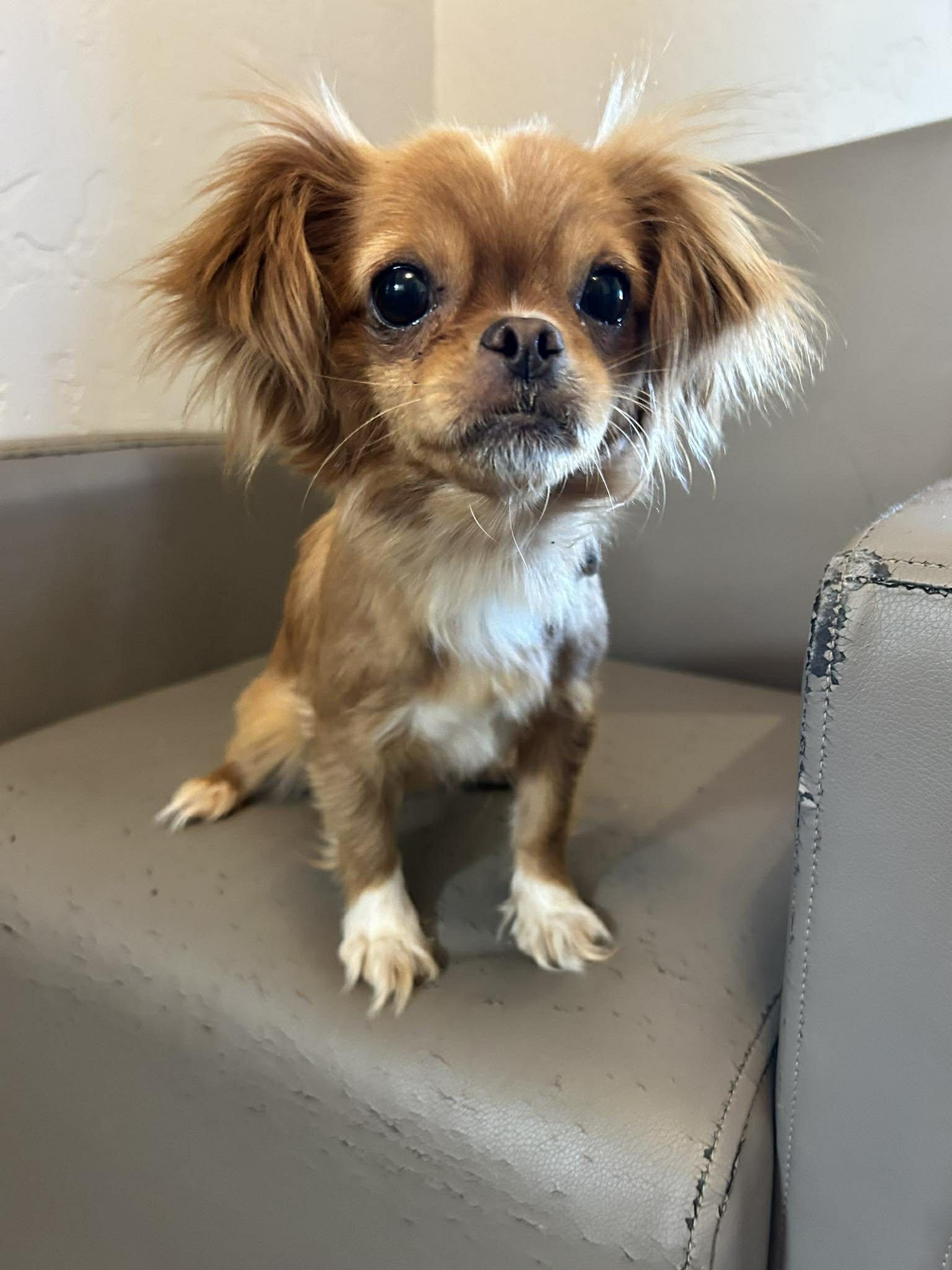 Enlarge Sicily, an adopted mixed breed in Phoenix, AZ image 1/4