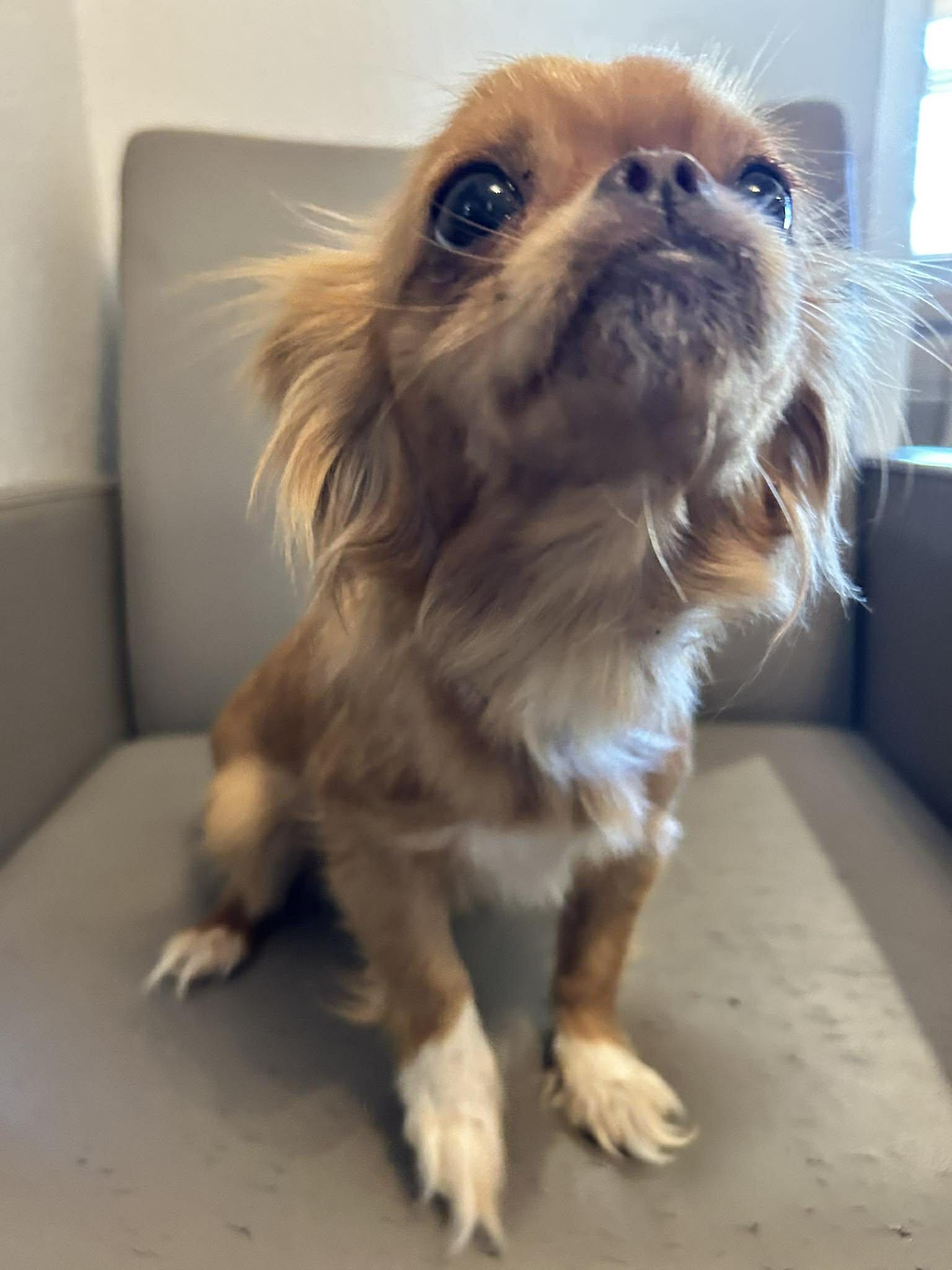 Enlarge Sicily, an adopted mixed breed in Phoenix, AZ image 4/4