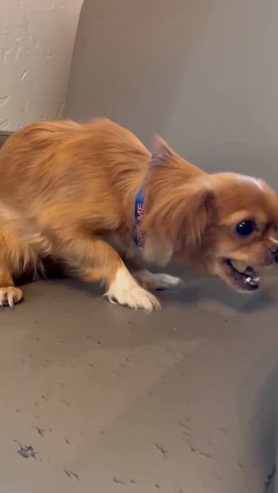 Enlarge Sicily, an adopted mixed breed in Phoenix, AZ video 3/4