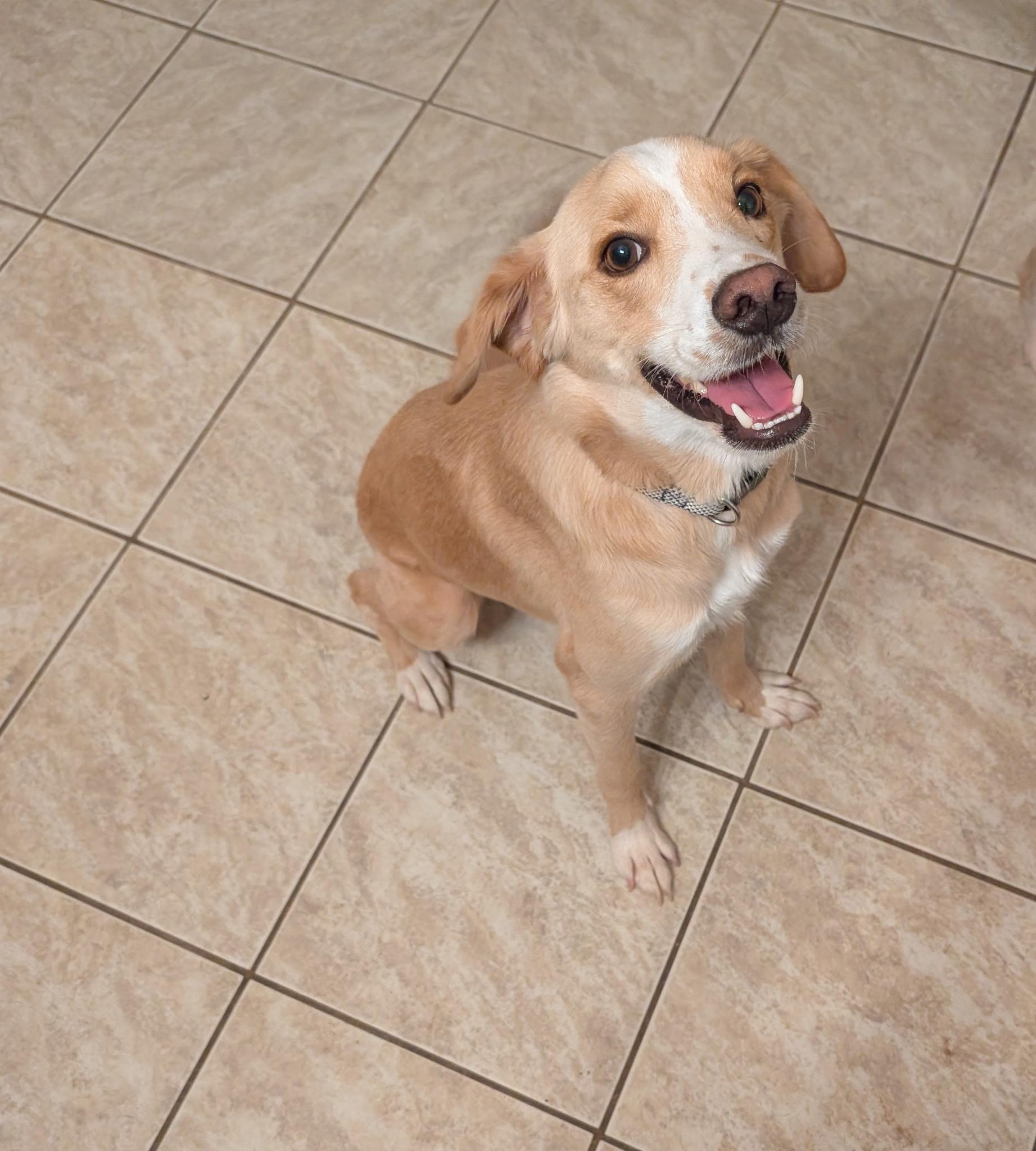 Marley, ADOPTABLE, Adult Male Australian Shepherd & Australian Cattle Dog / Blue Heeler.