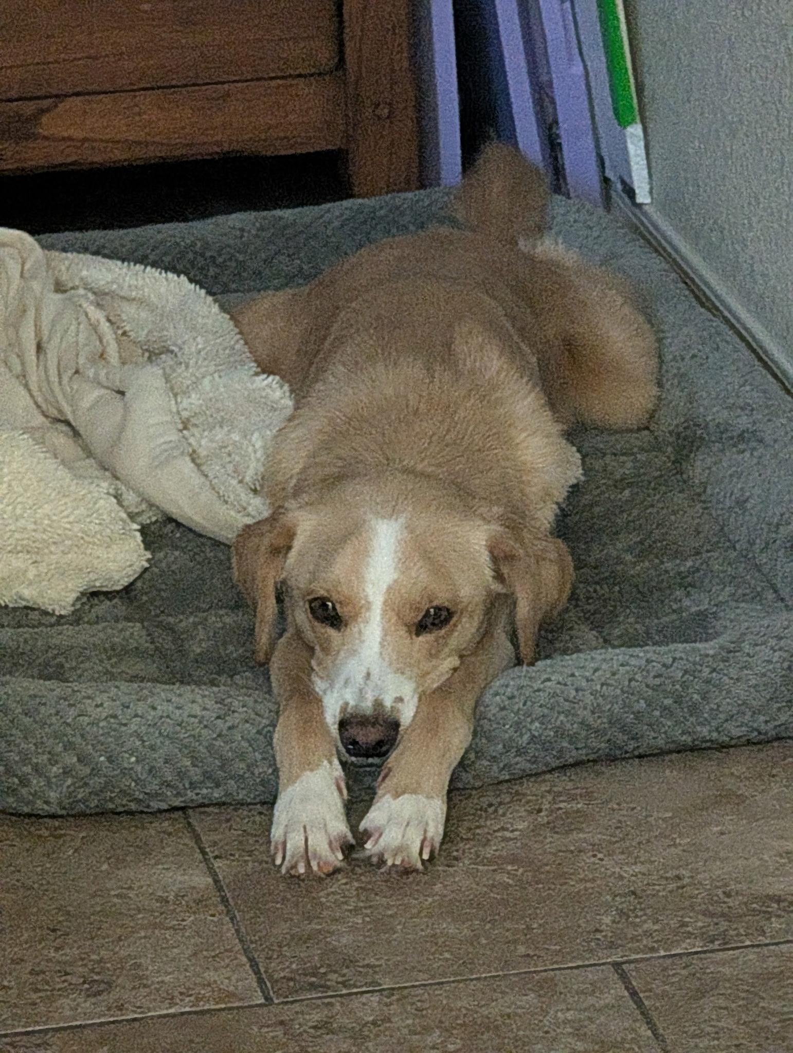 Enlarge Marley, a ADOPTABLE mixed breed in Yarnell, AZ image 3/4