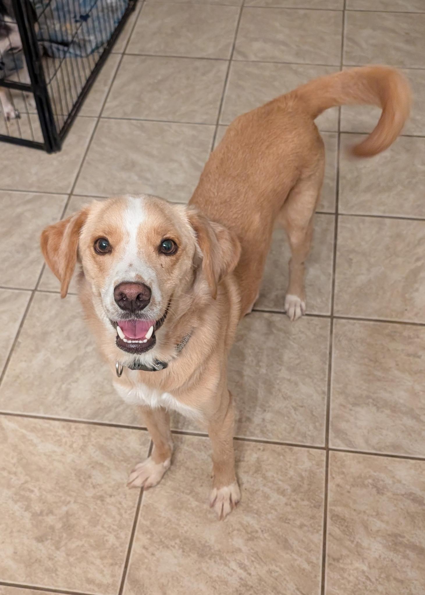 Enlarge Marley, a ADOPTABLE mixed breed in Yarnell, AZ image 2/4