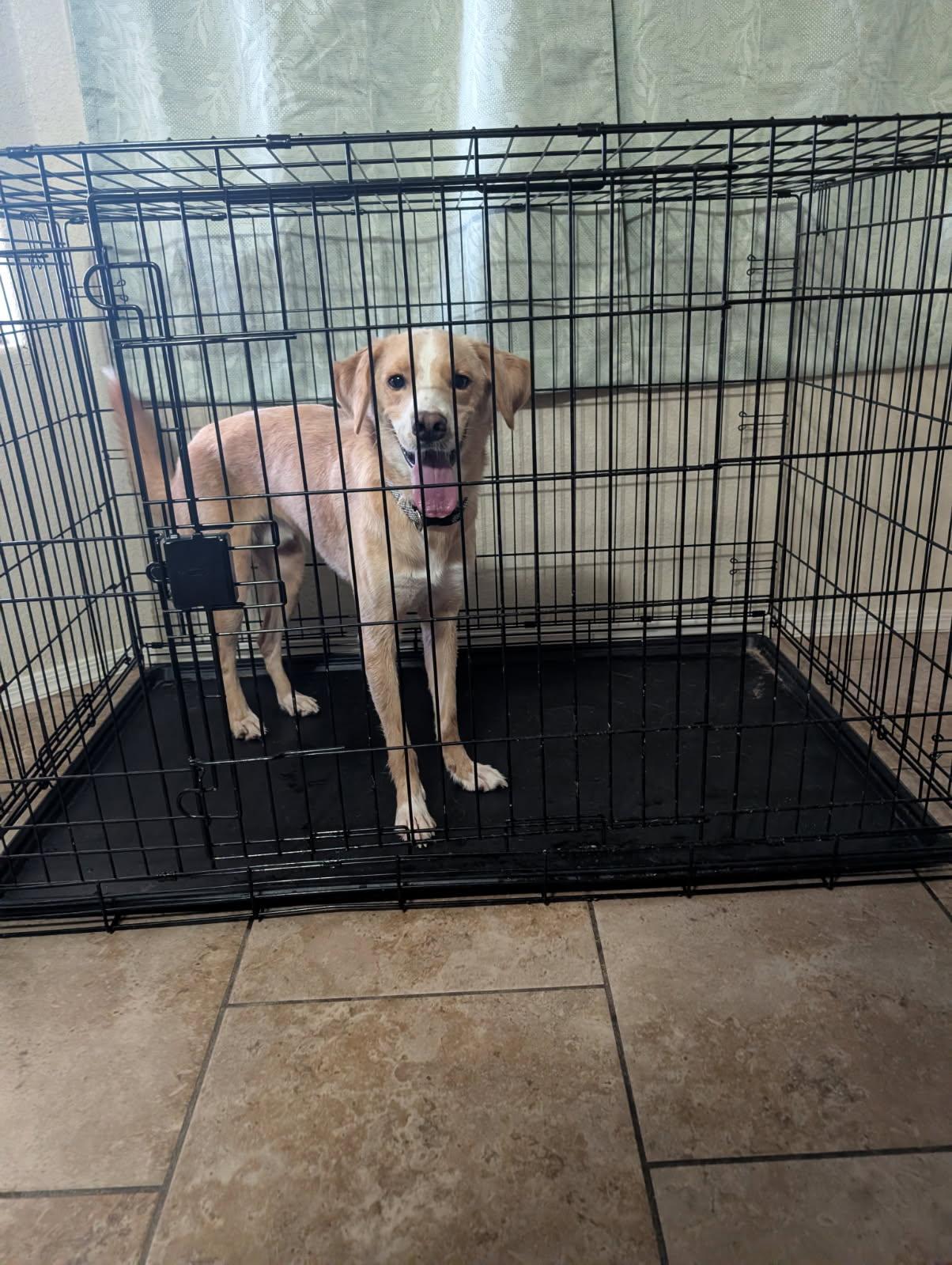 Enlarge Marley, a ADOPTABLE mixed breed in Yarnell, AZ image 4/4
