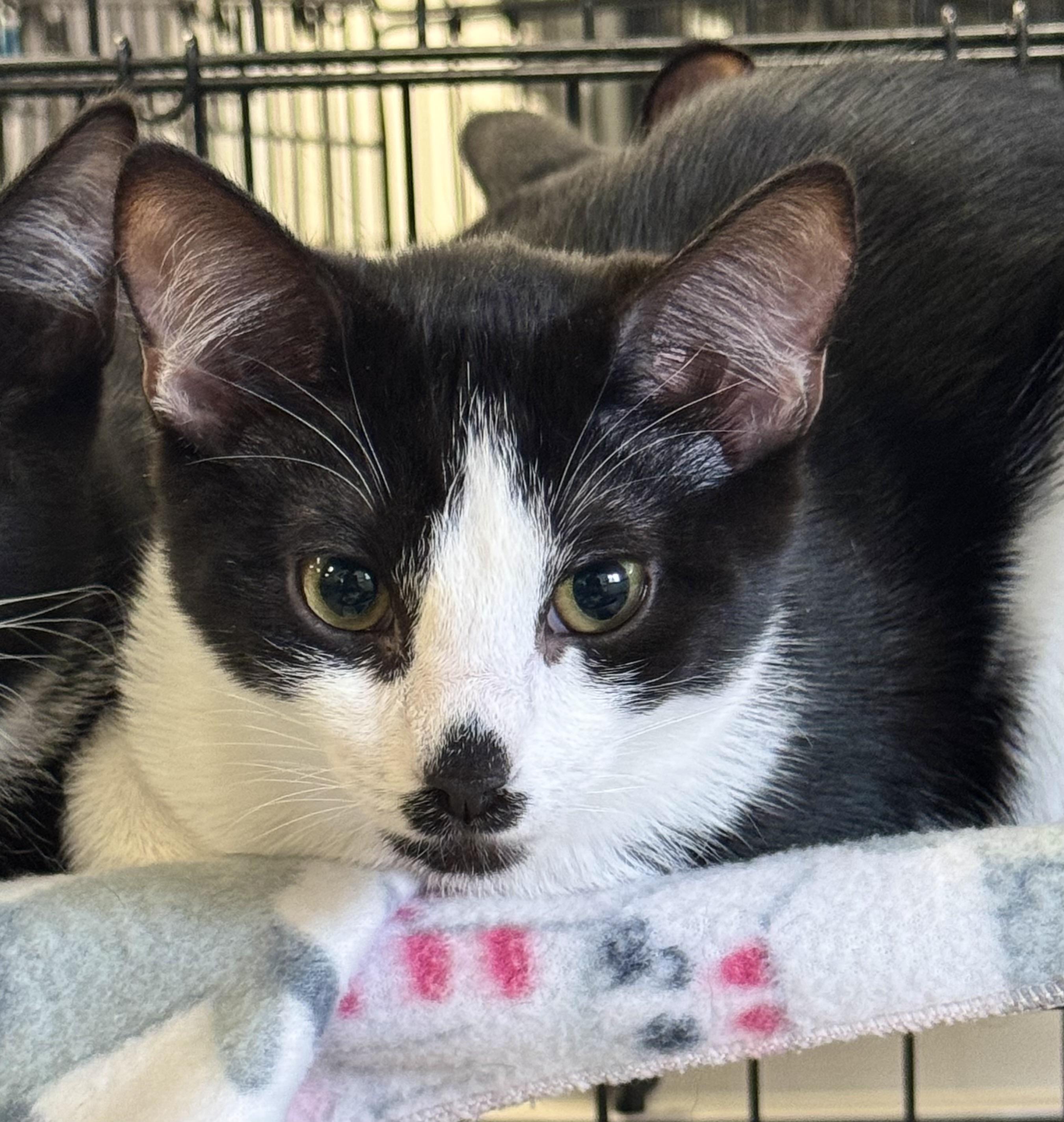Enlarge Molly, a Adoptable mixed breed in Pocatello, ID image 5/6