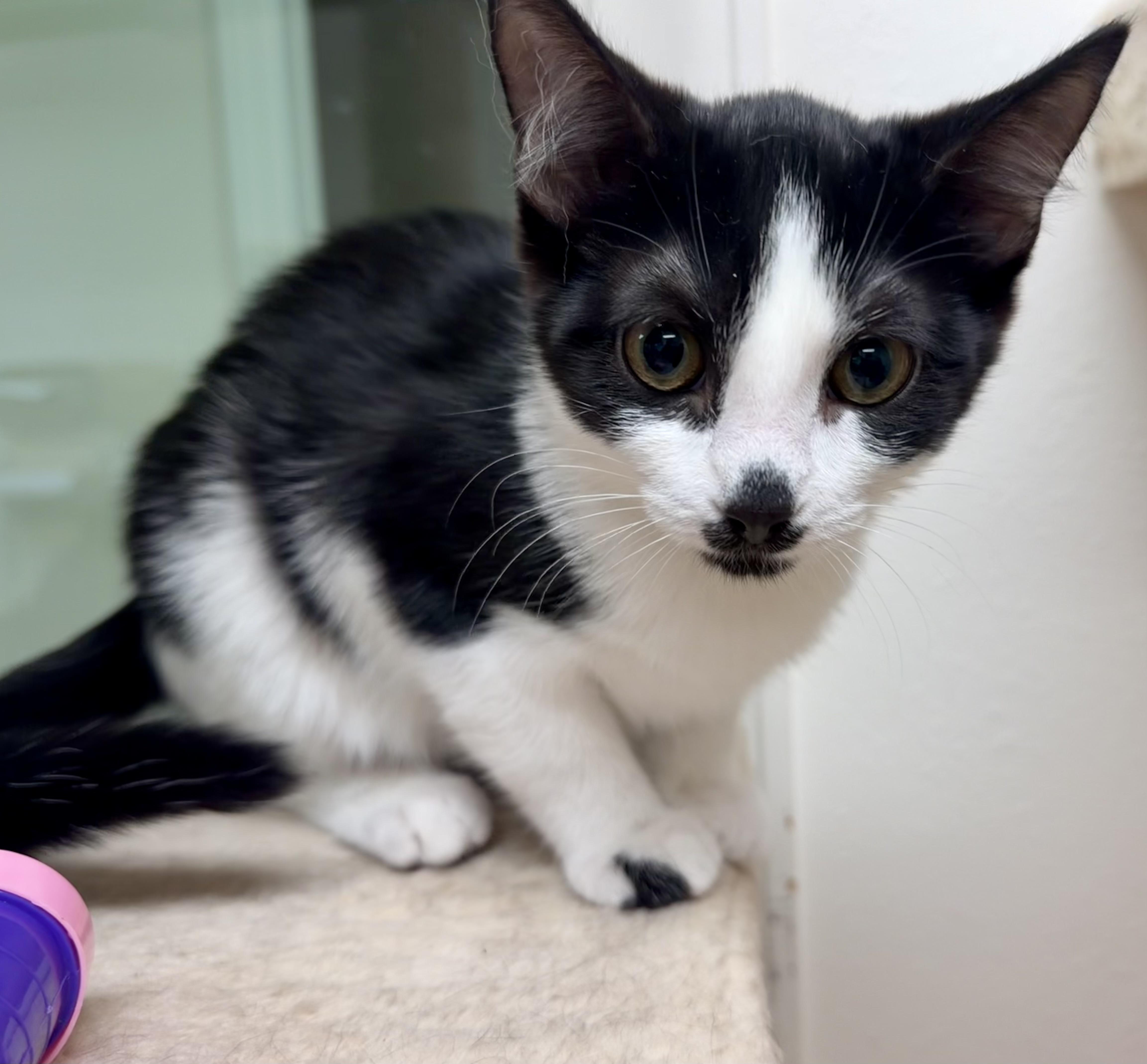 Molly, Adoptable, Kitten Female Domestic Short Hair.