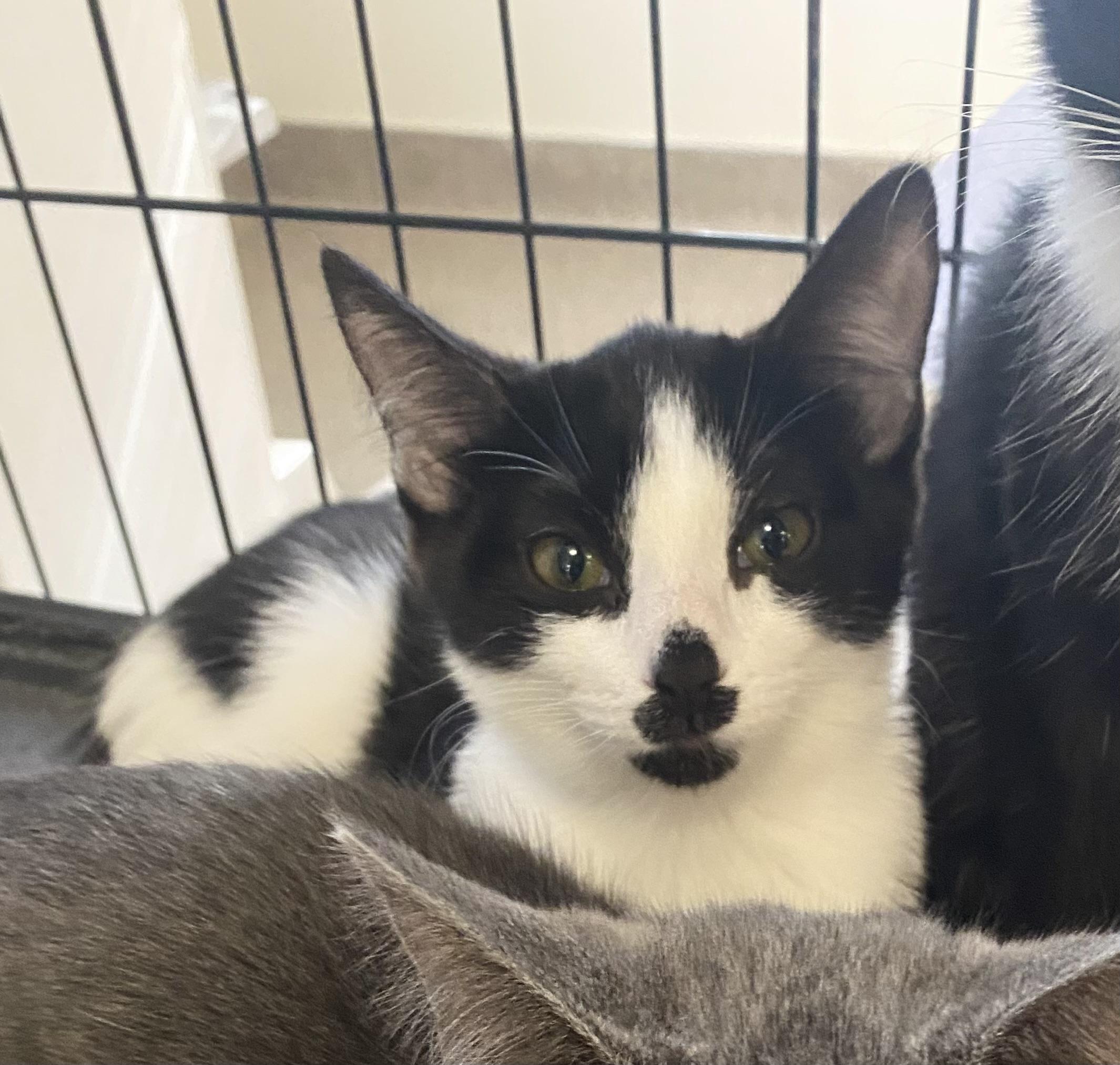 Enlarge Molly, a Adoptable mixed breed in Pocatello, ID image 2/5