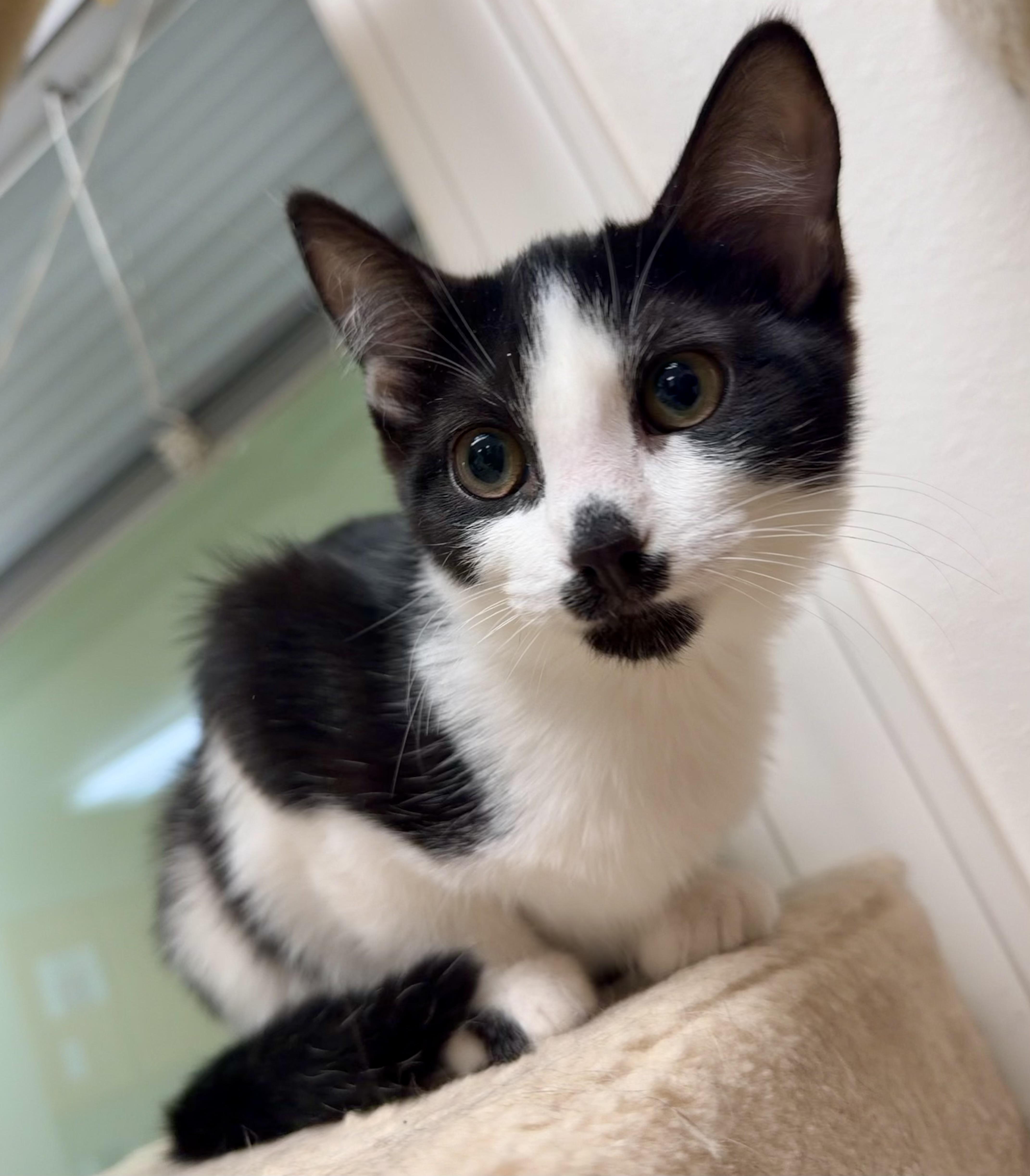 Enlarge Molly, a Adoptable mixed breed in Pocatello, ID image 4/5