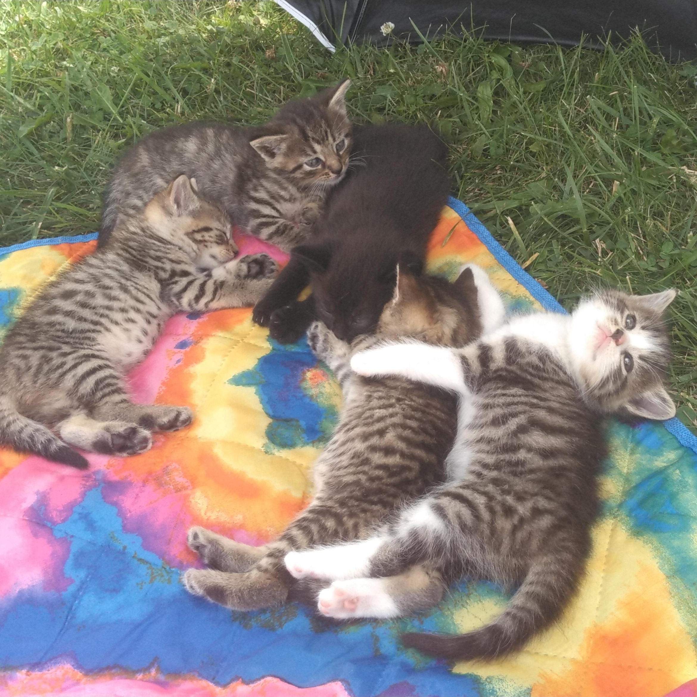 Courtesy Post - Kittens!! ALL ADOPTED!!, Adopted, Kitten Female Domestic Short Hair.