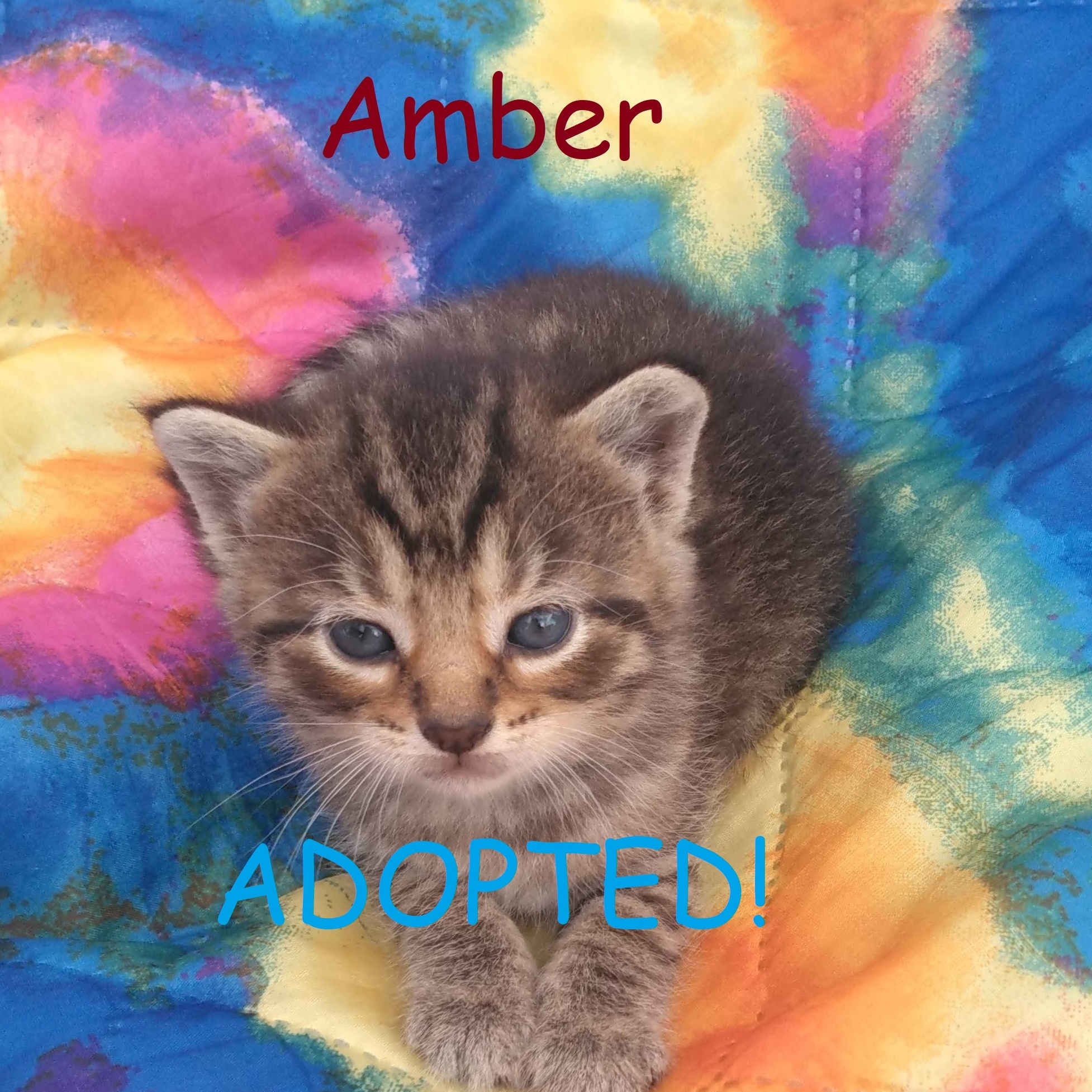 Enlarge Courtesy Post - Kittens!! ALL ADOPTED!!, a Adopted Domestic Short Hair in Ottawa Lake, MI image 4/6