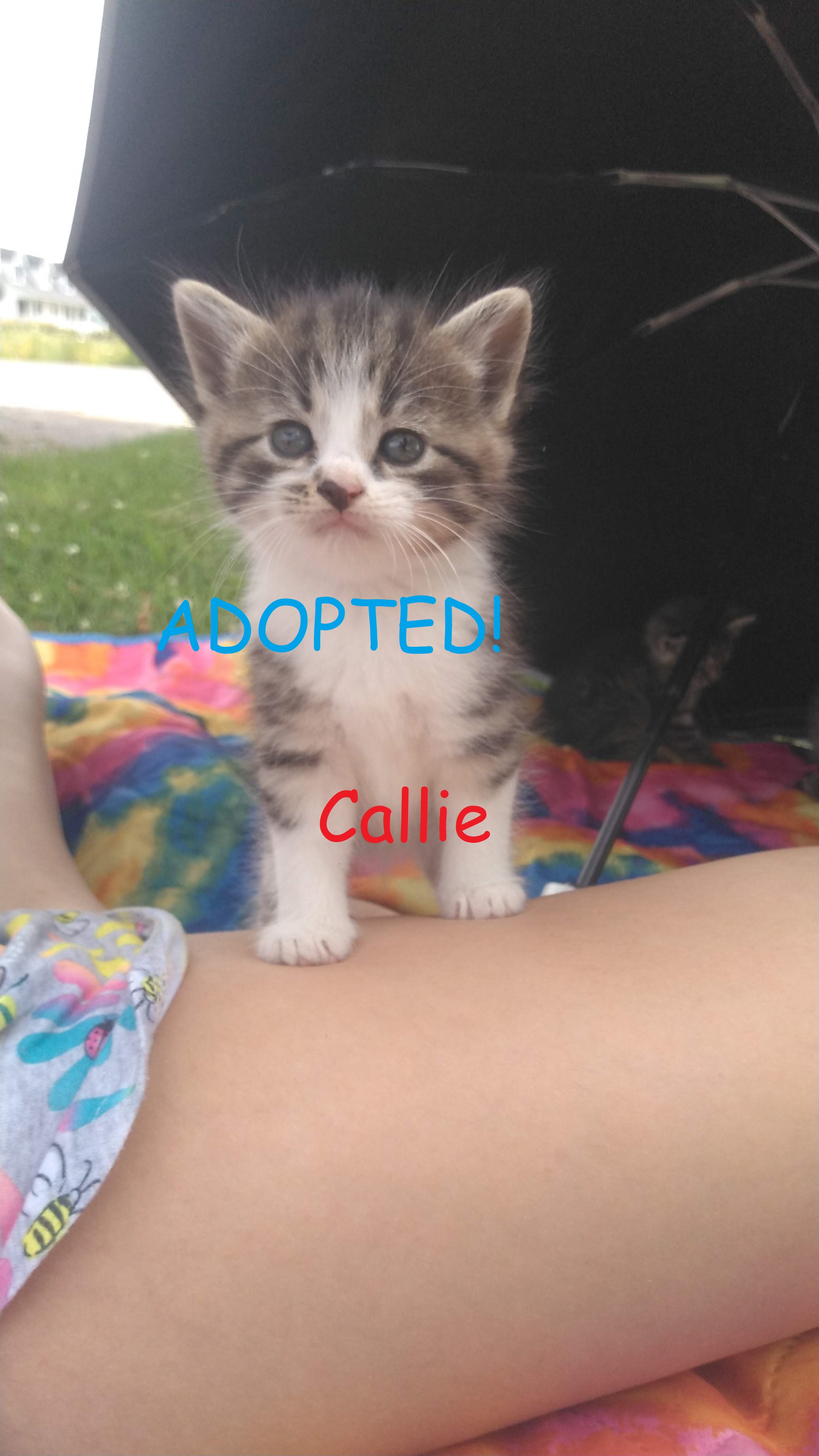 Enlarge Courtesy Post - Kittens!! ALL ADOPTED!!, a Adopted Domestic Short Hair in Ottawa Lake, MI image 5/6