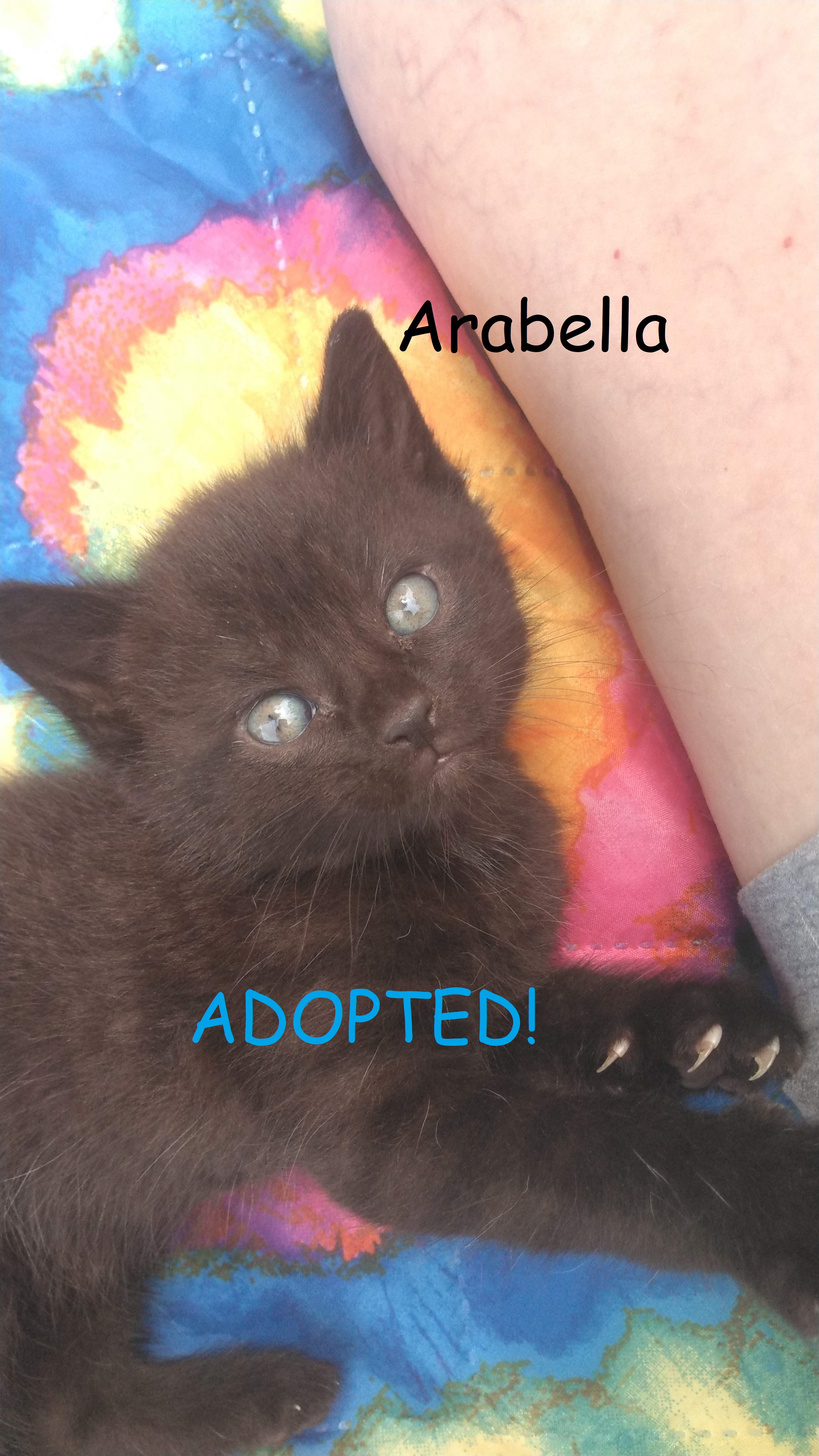 Enlarge Courtesy Post - Kittens!! ALL ADOPTED!!, a Adopted Domestic Short Hair in Ottawa Lake, MI image 6/6