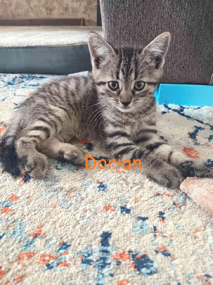 Enlarge Courtesy Post - Kittens!! ALL ADOPTED!!, a Adopted Domestic Short Hair in Ottawa Lake, MI image 3/6