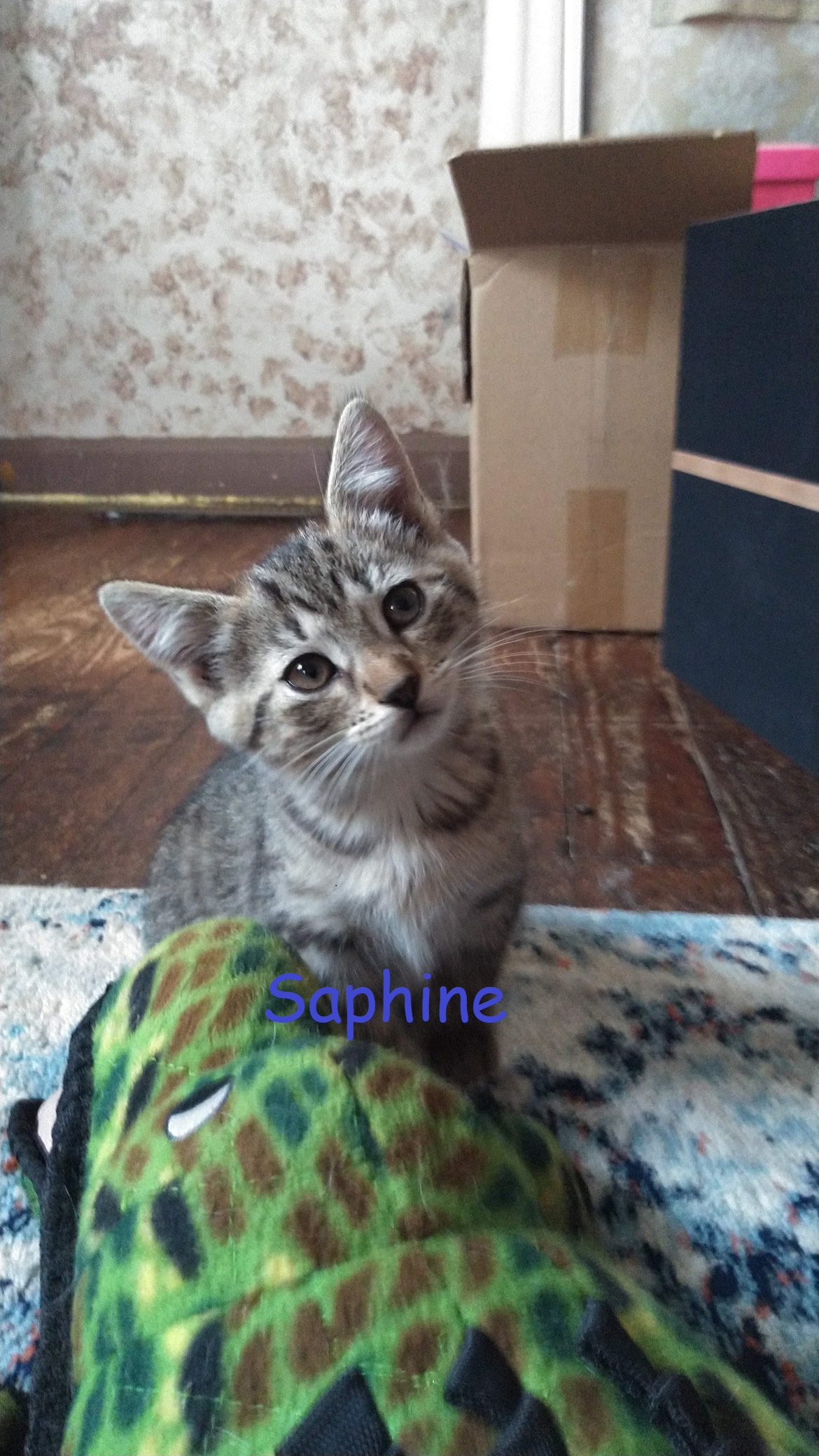 Enlarge Courtesy Post - Kittens!! ALL ADOPTED!!, a Adopted Domestic Short Hair in Ottawa Lake, MI image 2/6