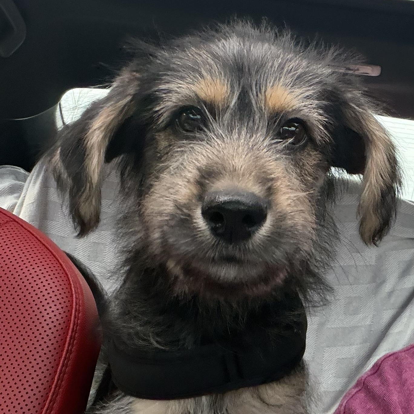 Enlarge Rory, an adopted mixed breed in Rochester, NY image 4/5