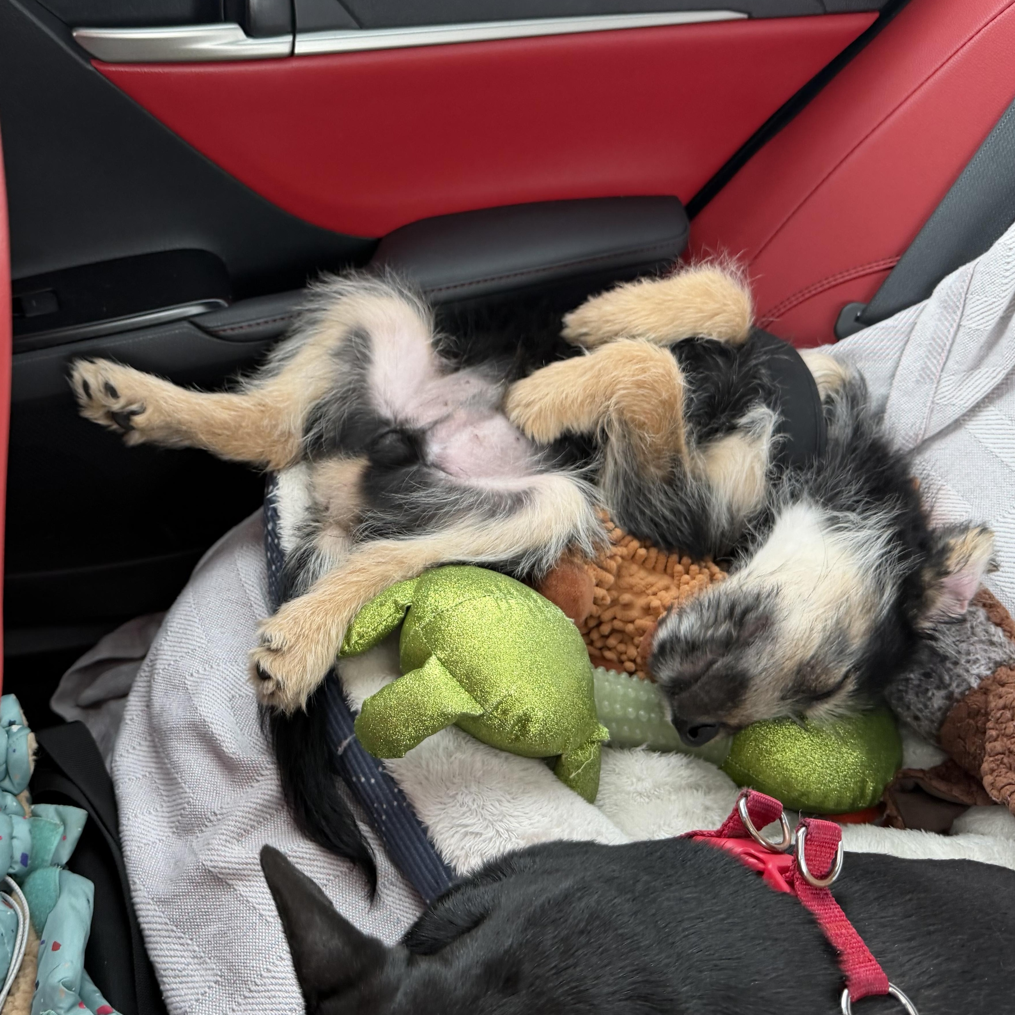 Enlarge Rory, an adopted mixed breed in Rochester, NY image 3/5