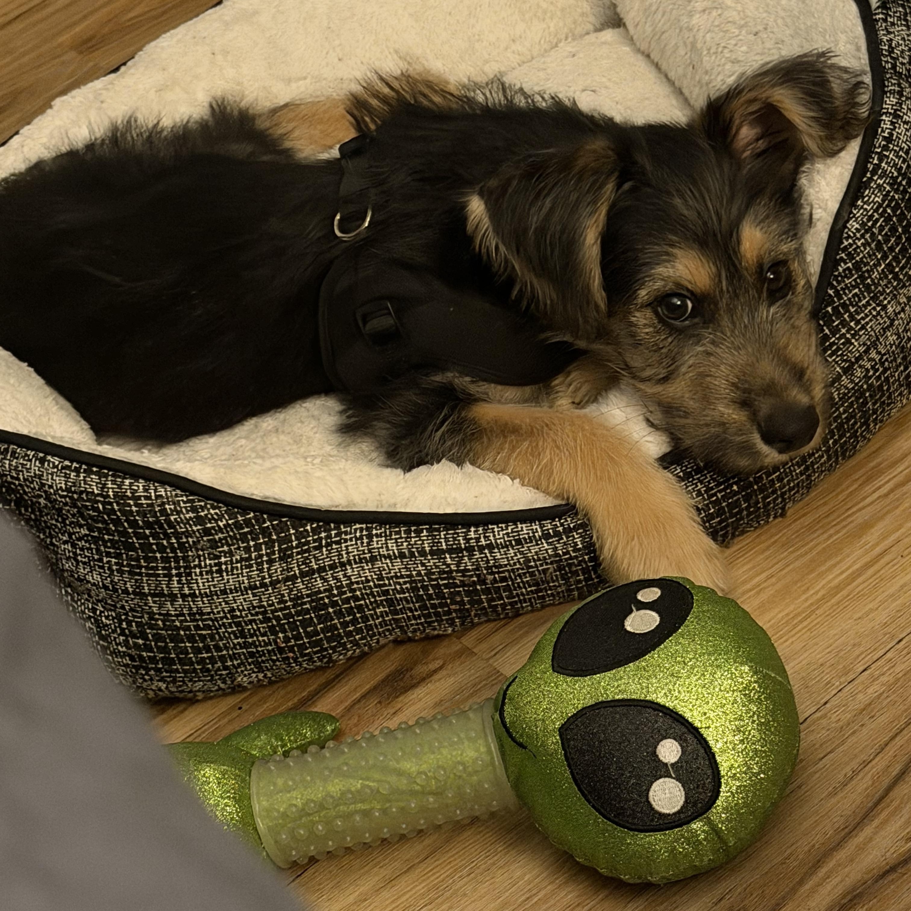 Enlarge Rory, an adopted mixed breed in Rochester, NY image 2/5