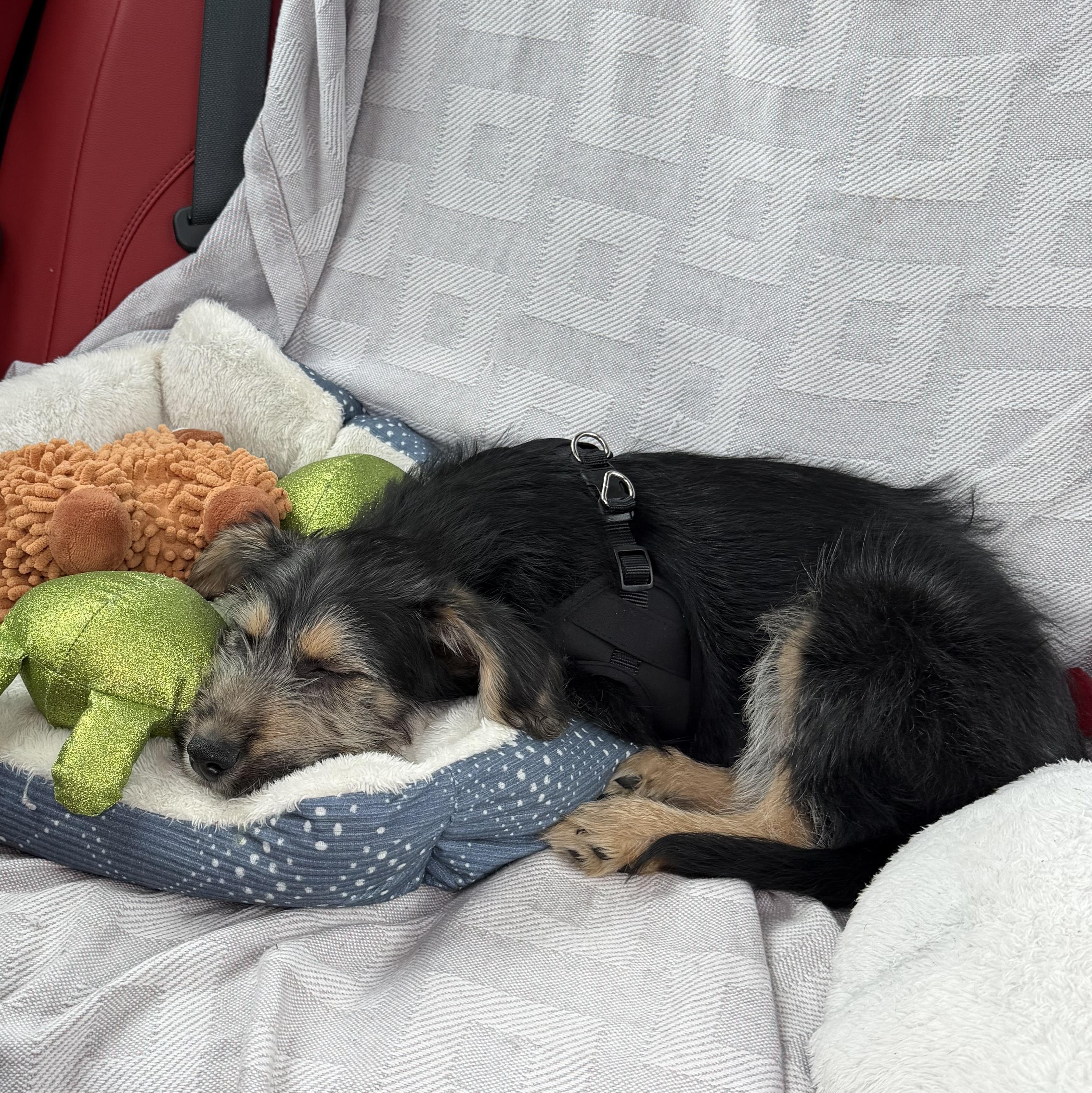 Enlarge Rory, an adopted mixed breed in Rochester, NY image 5/5