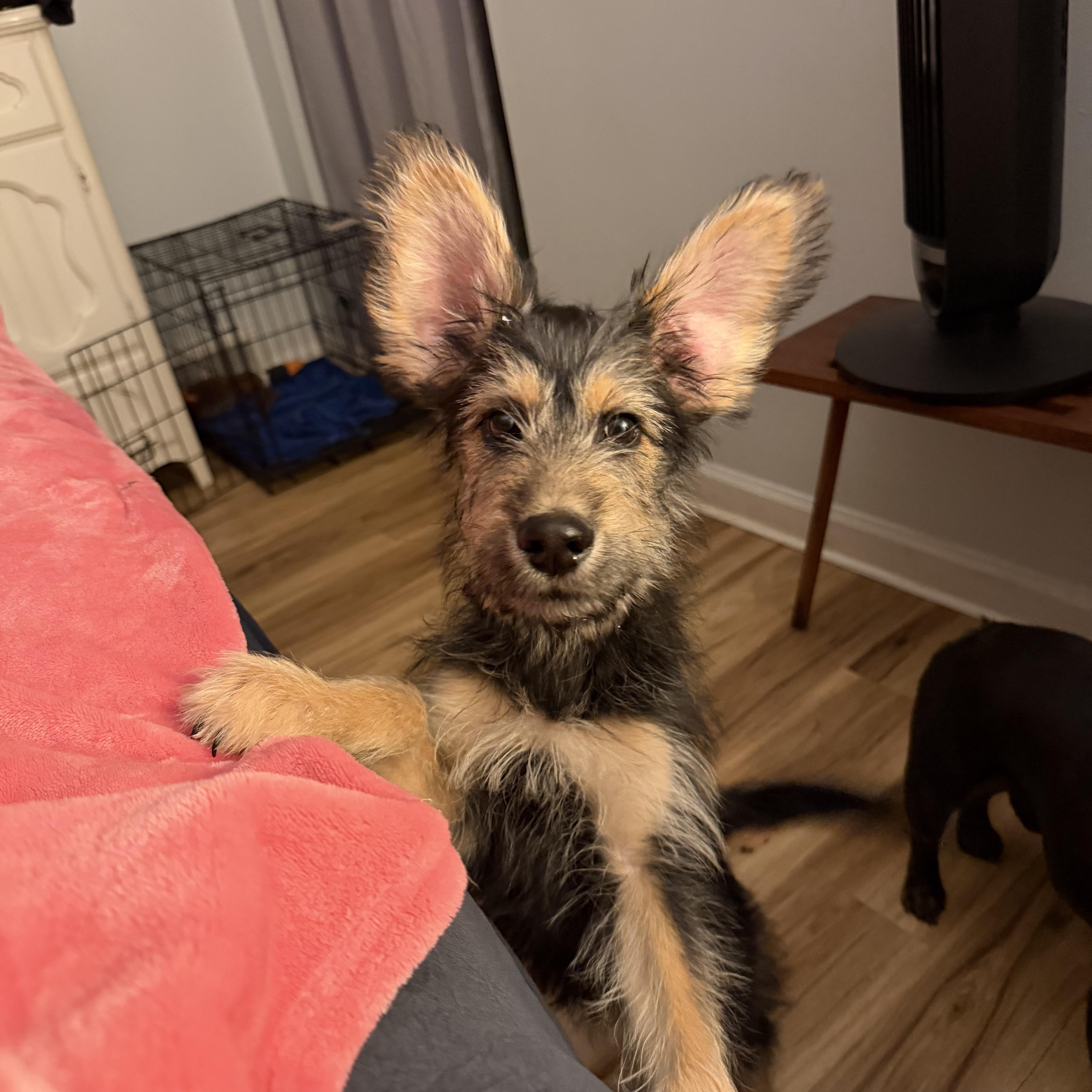 Rory, adopted, Puppy Male German Shepherd Dog & Poodle.