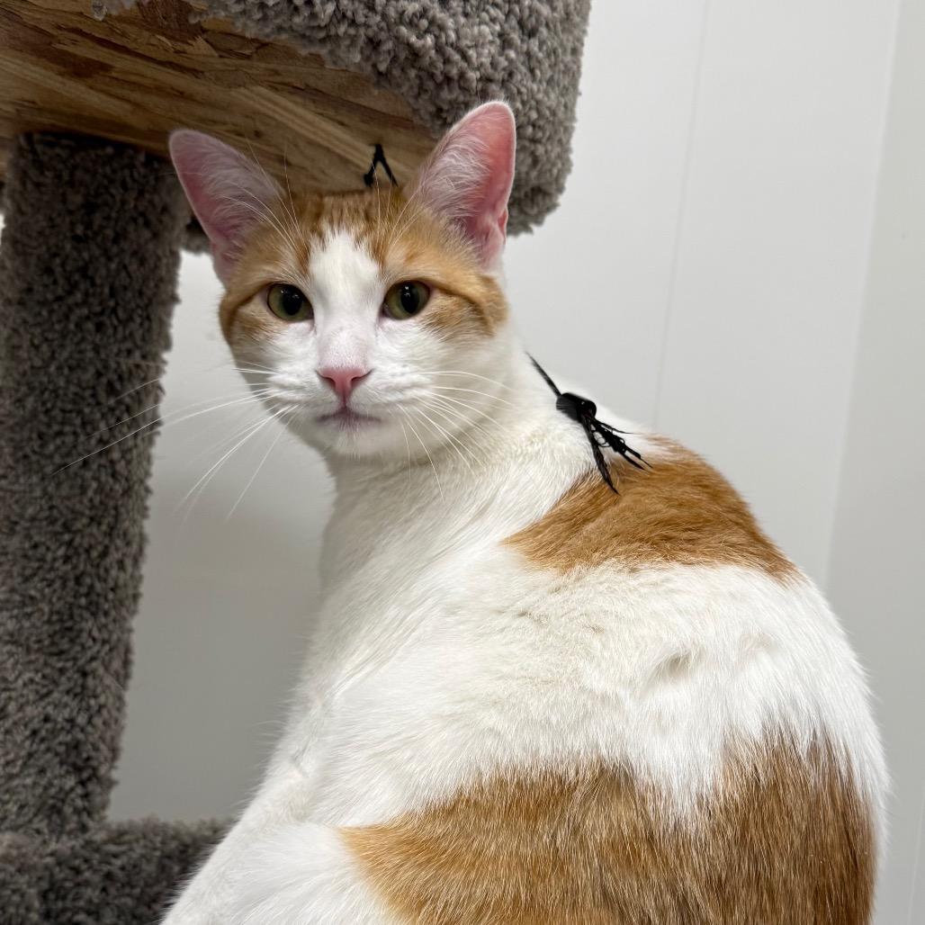 Enlarge Puzzle, a Adoptable Domestic Short Hair in Pleasanton, CA image 1/6