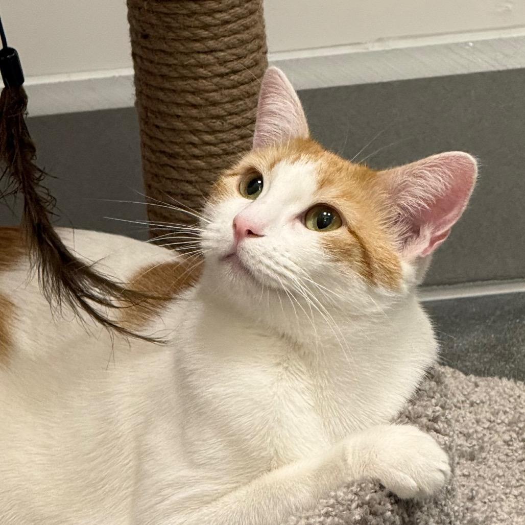 Enlarge Puzzle, a Adoptable Domestic Short Hair in Pleasanton, CA image 2/6