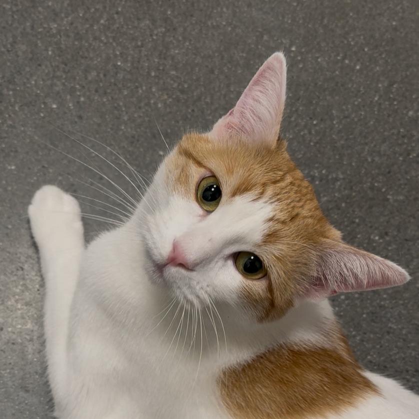 Enlarge Puzzle, a Adoptable Domestic Short Hair in Pleasanton, CA image 3/6
