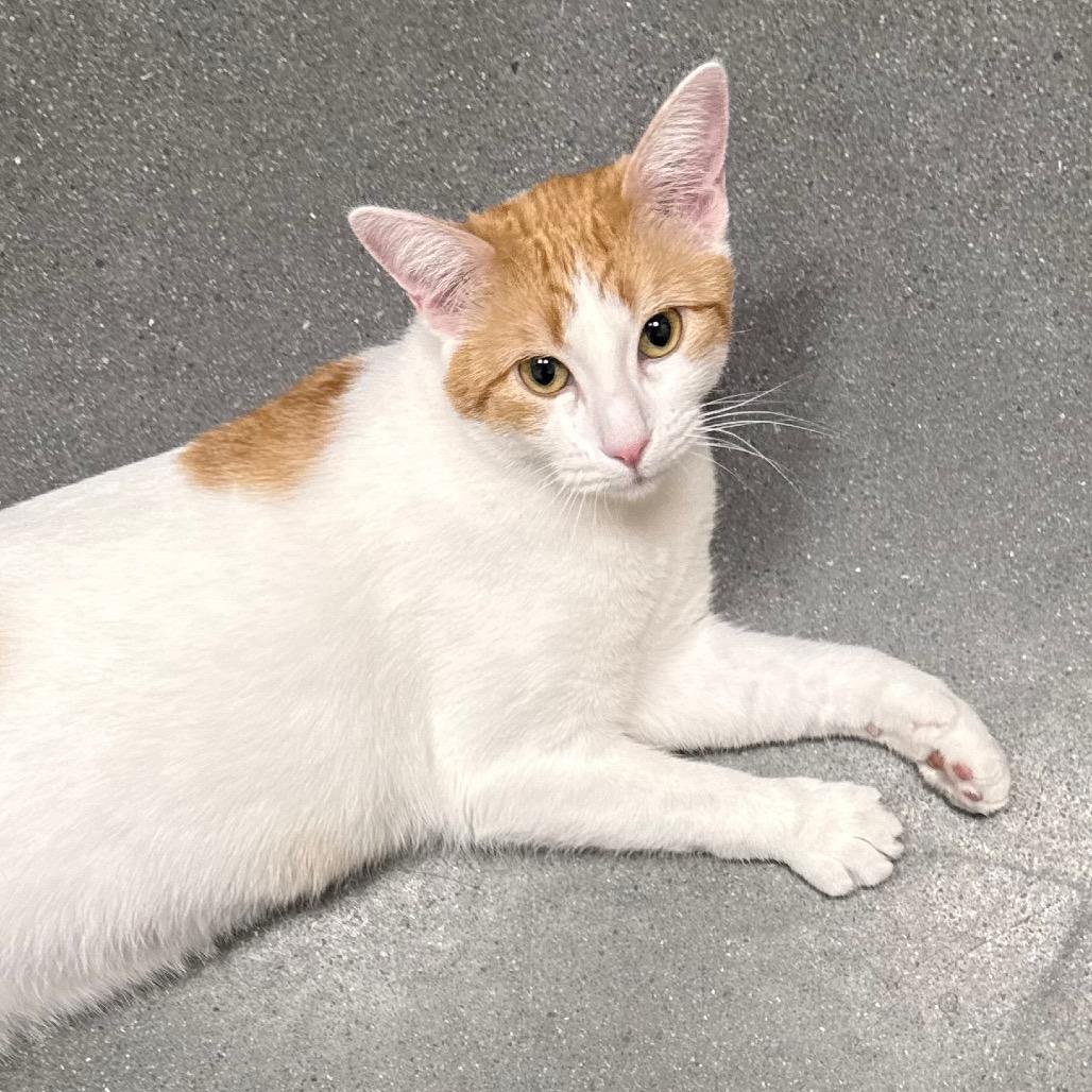 Enlarge Puzzle, a Adoptable Domestic Short Hair in Pleasanton, CA image 1/6