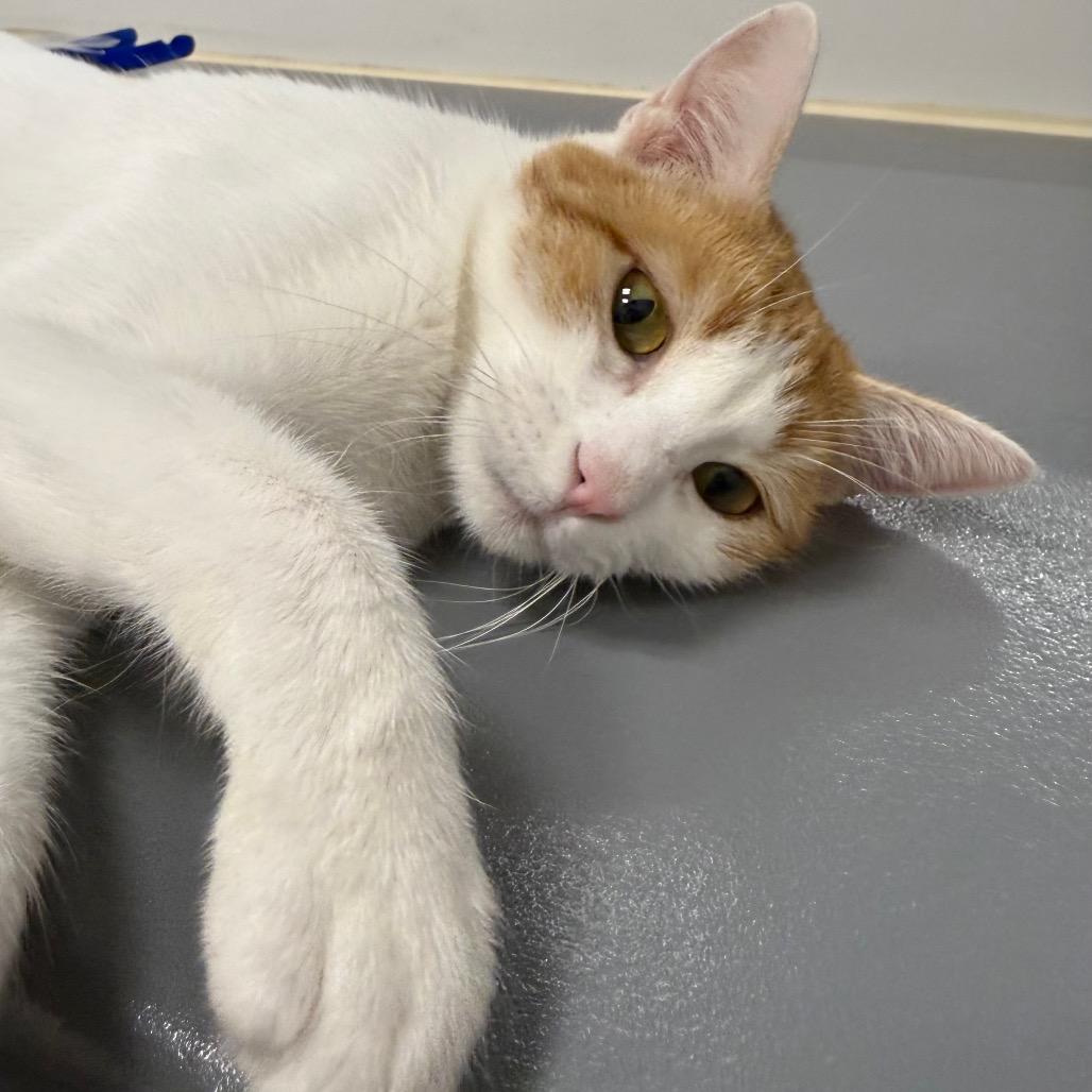 Enlarge Puzzle, a Adoptable Domestic Short Hair in Pleasanton, CA image 5/6