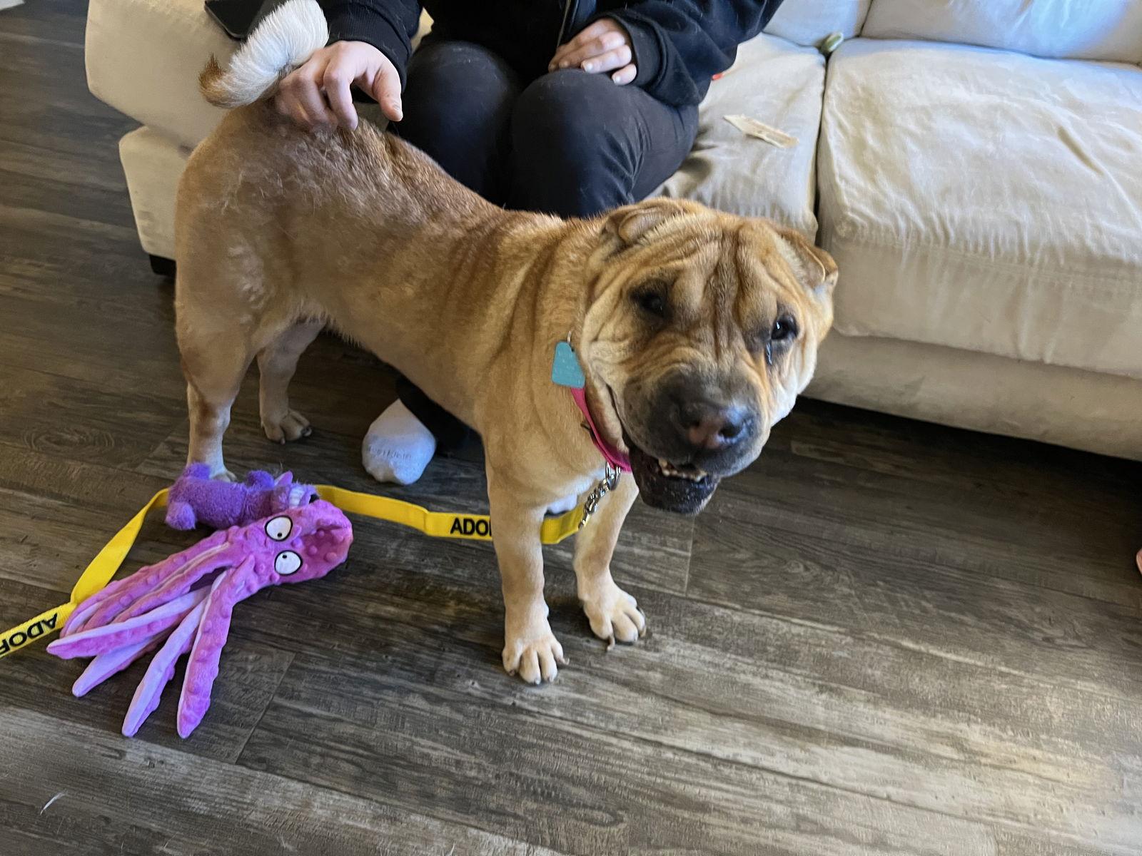 Mila AKA Dolce, Adoptable, Senior Female Shar-Pei.