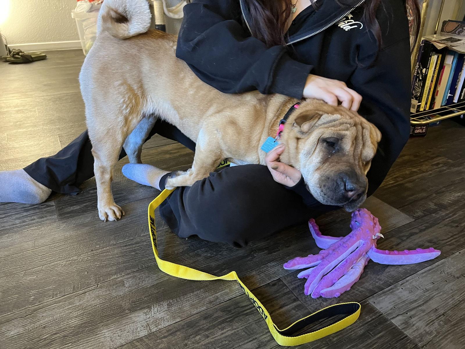 Enlarge Mila AKA Dolce, a Adoptable Shar-Pei in Lake Forest, CA image 2/3