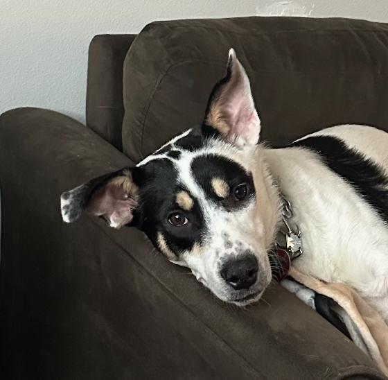 Melanie, Adoptable, Young Female Rat Terrier.