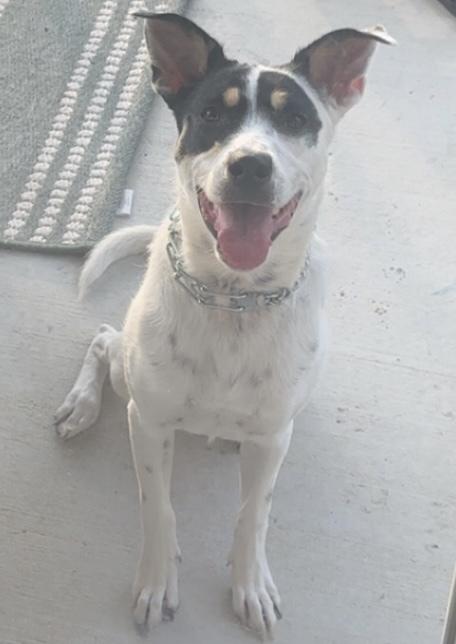 Enlarge Melanie, a Adoptable mixed breed in New Braunfels, TX image 2/2