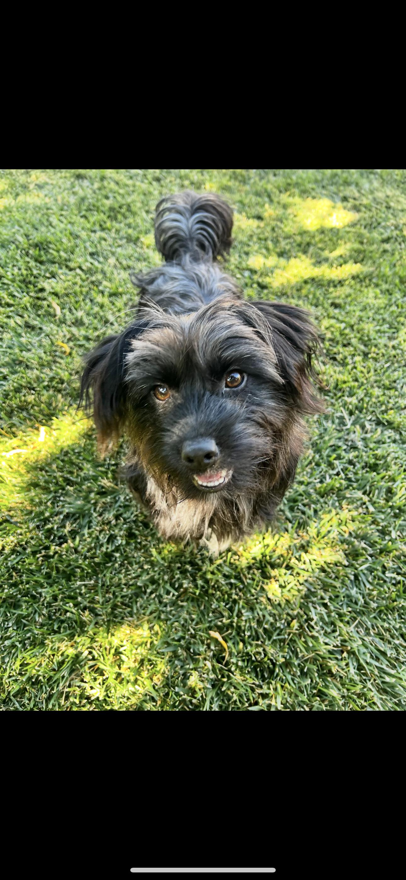 BJ, Young Male Maltese