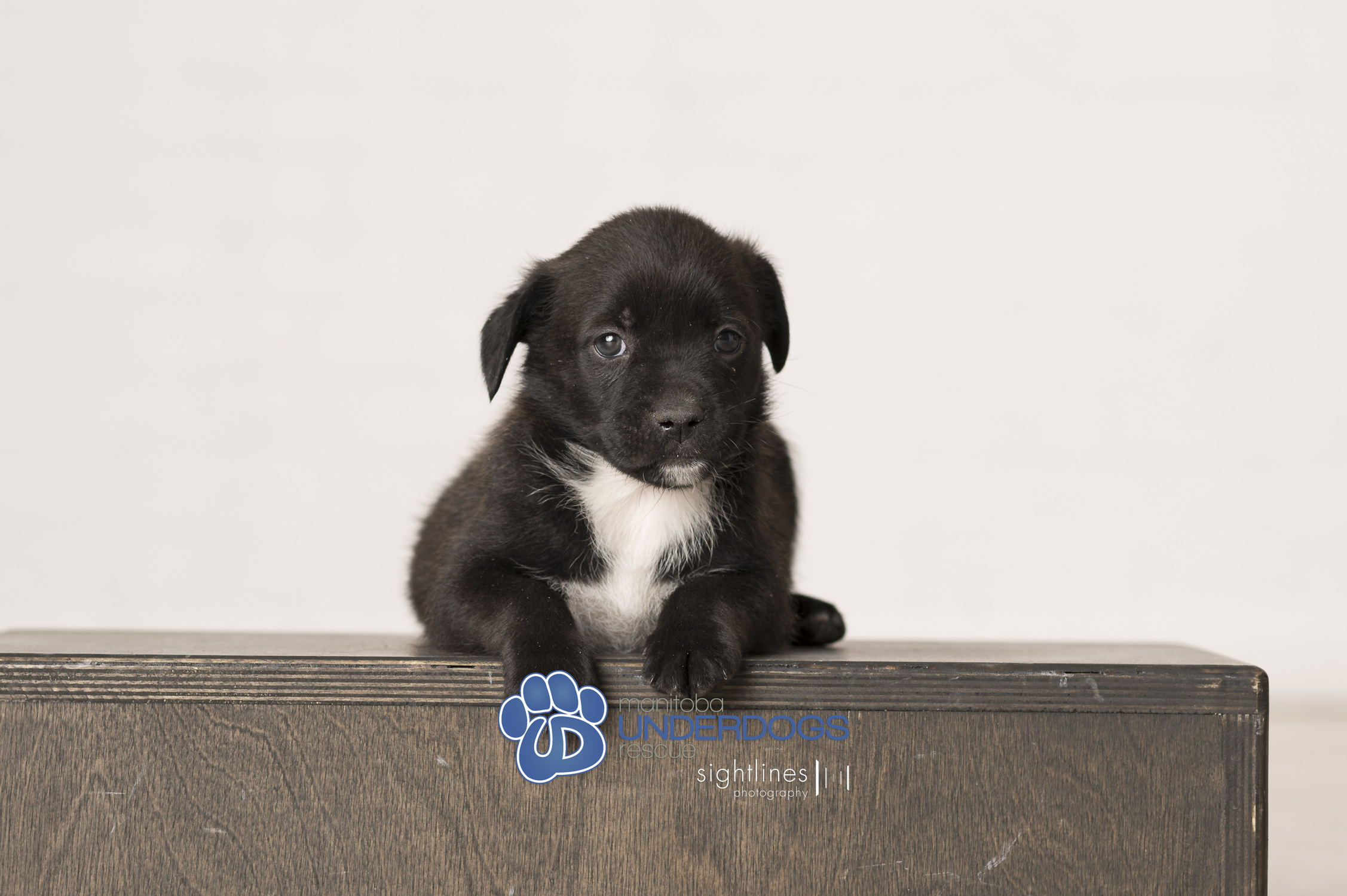 Enlarge Slay, a Adopted mixed breed in Winnipeg, MB image 1/4