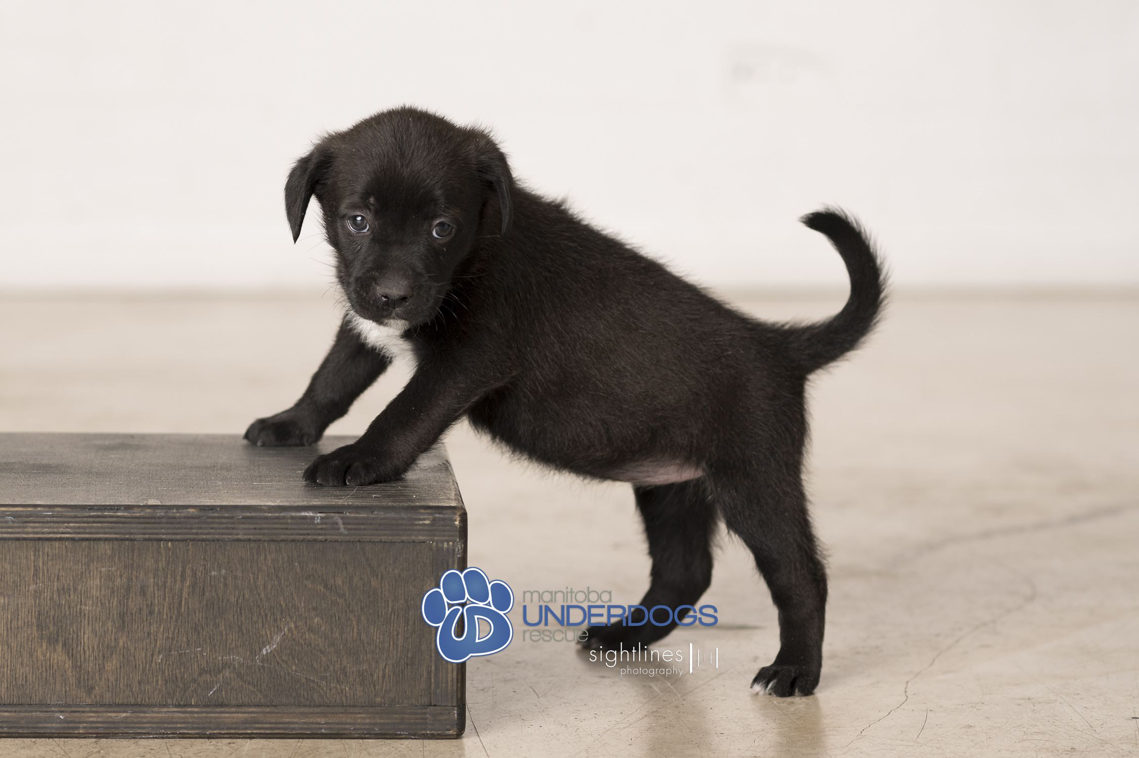 Enlarge Slay, a Adopted mixed breed in Winnipeg, MB image 2/4