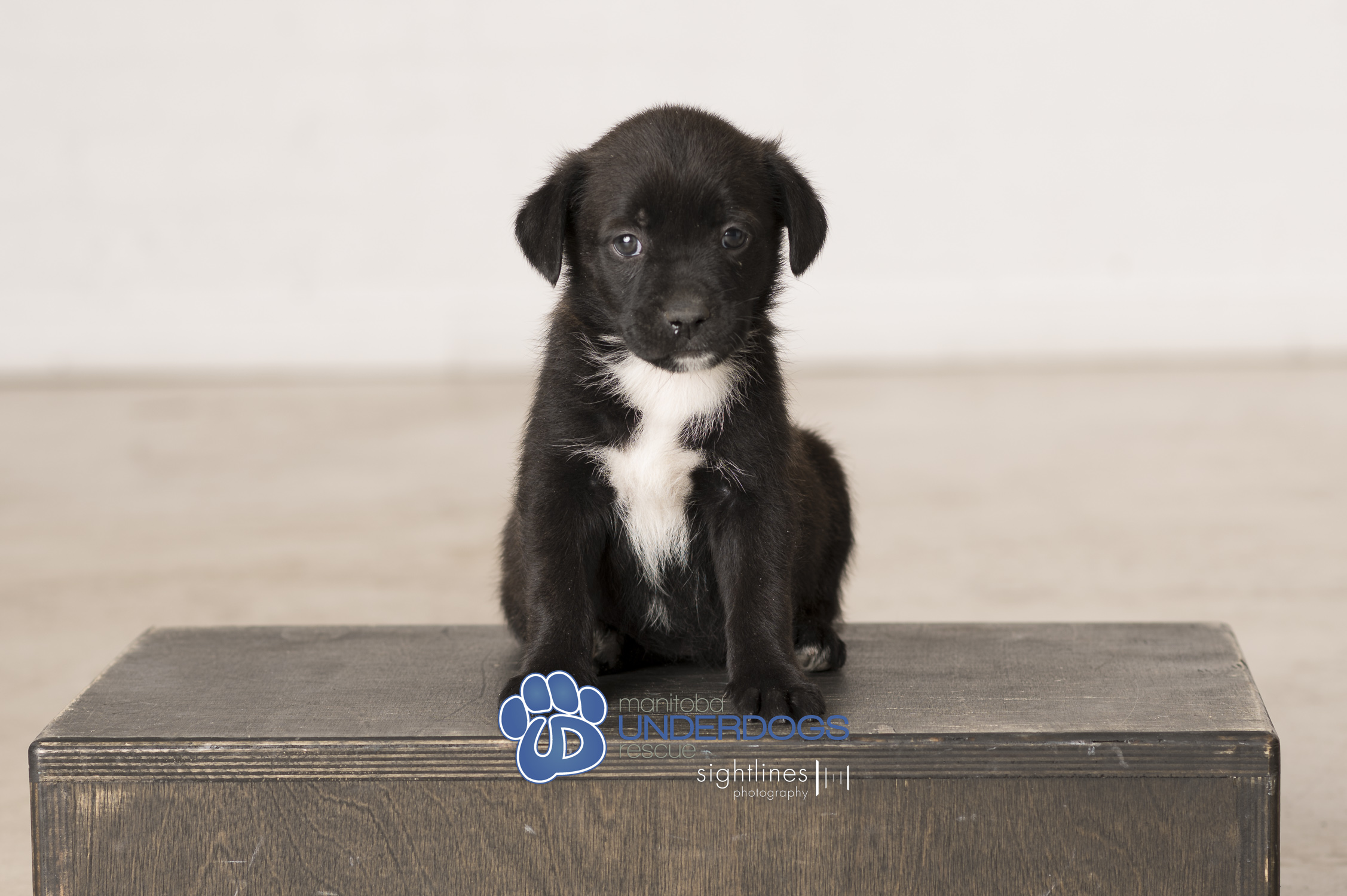 Enlarge Slay, a Adopted mixed breed in Winnipeg, MB image 3/4