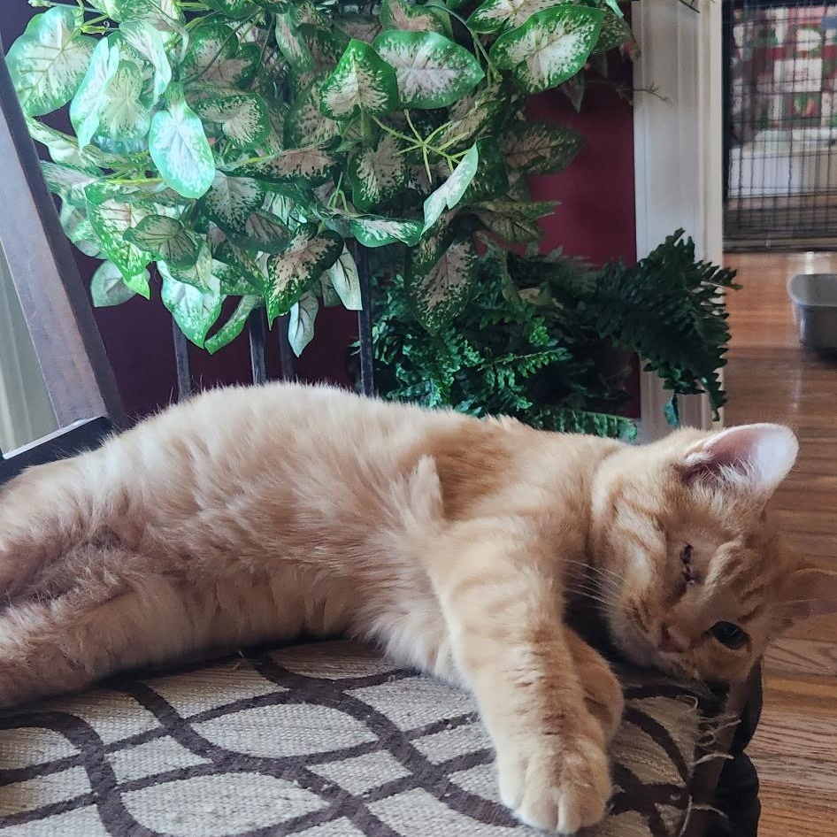 Kurtis , an adopted Domestic Short Hair in Fort Oglethorpe, GA image 2/2