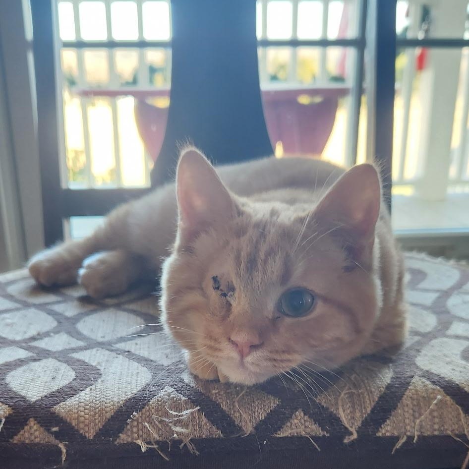 Kurtis , adopted, Kitten Male Domestic Short Hair.